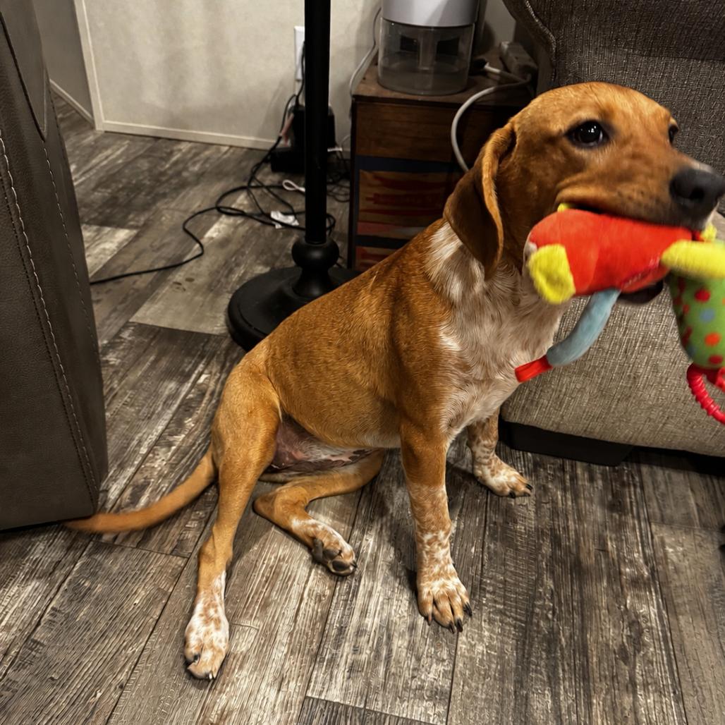 Enlarge Jolene, a Adoptable mixed breed in Opelika, AL image 3/5