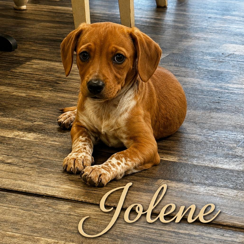 Enlarge Jolene, a Adoptable mixed breed in Opelika, AL image 4/5