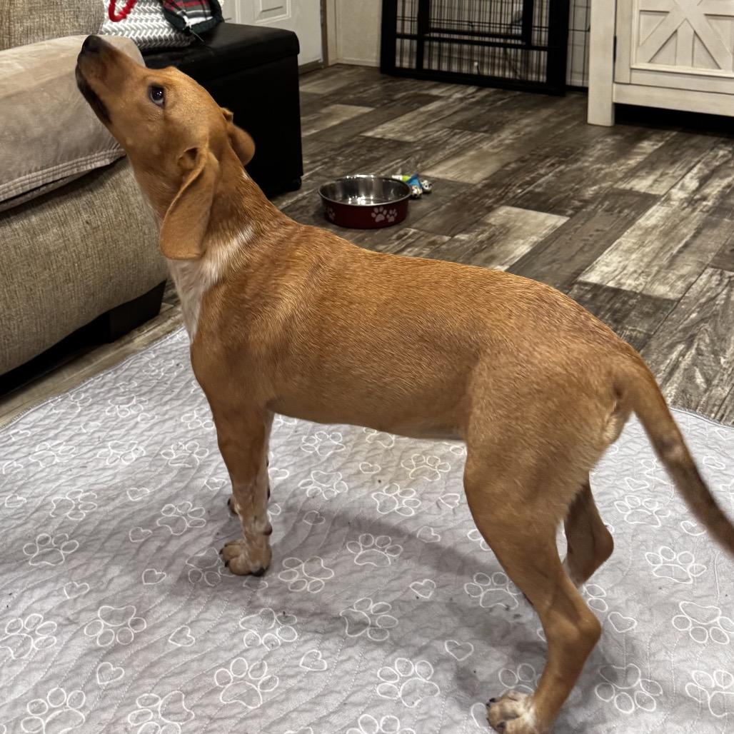 Enlarge Jolene, a Adoptable mixed breed in Opelika, AL image 5/5