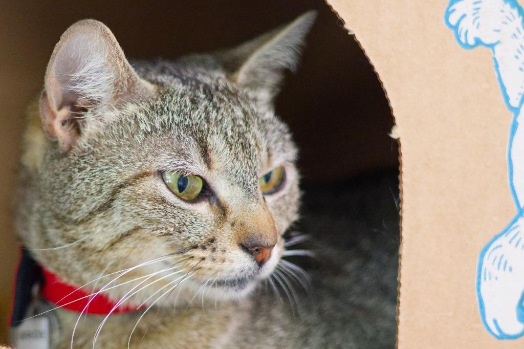 Enlarge Bride, a Adoptable mixed breed in Hot Springs, AR image 1/3