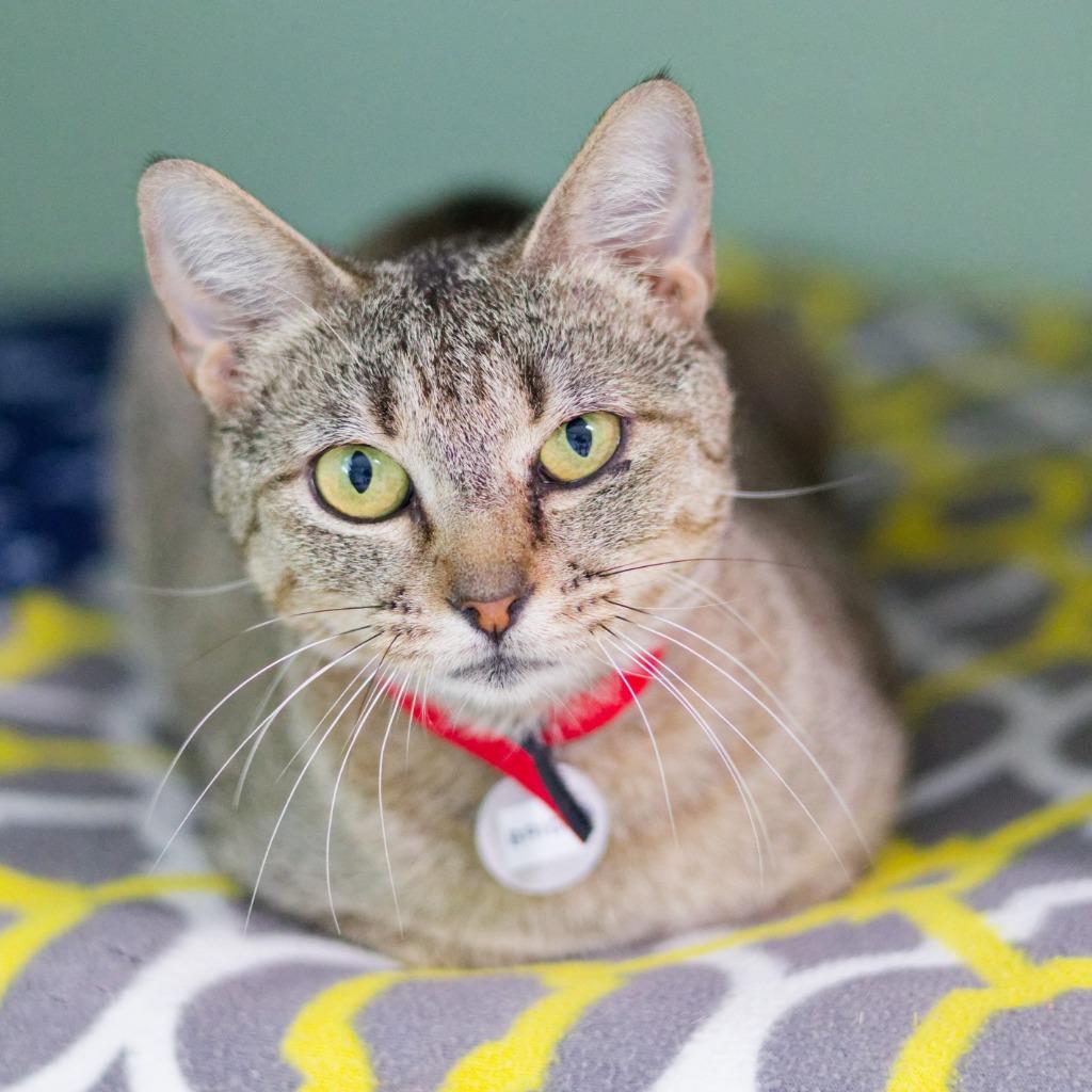 Bride, a Adoptable mixed breed in Hot Springs, AR image 2/5