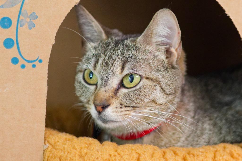 Enlarge Bride, a Adoptable mixed breed in Hot Springs, AR image 2/3