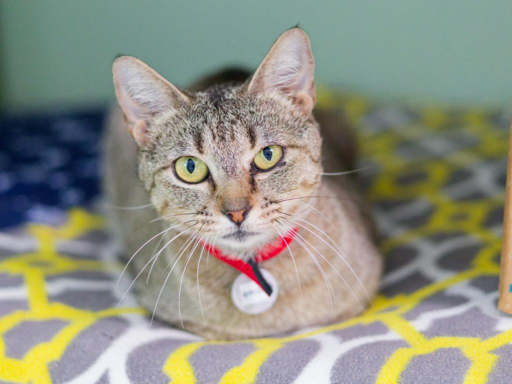 Bride, a Adoptable mixed breed in Hot Springs, AR image 4/5