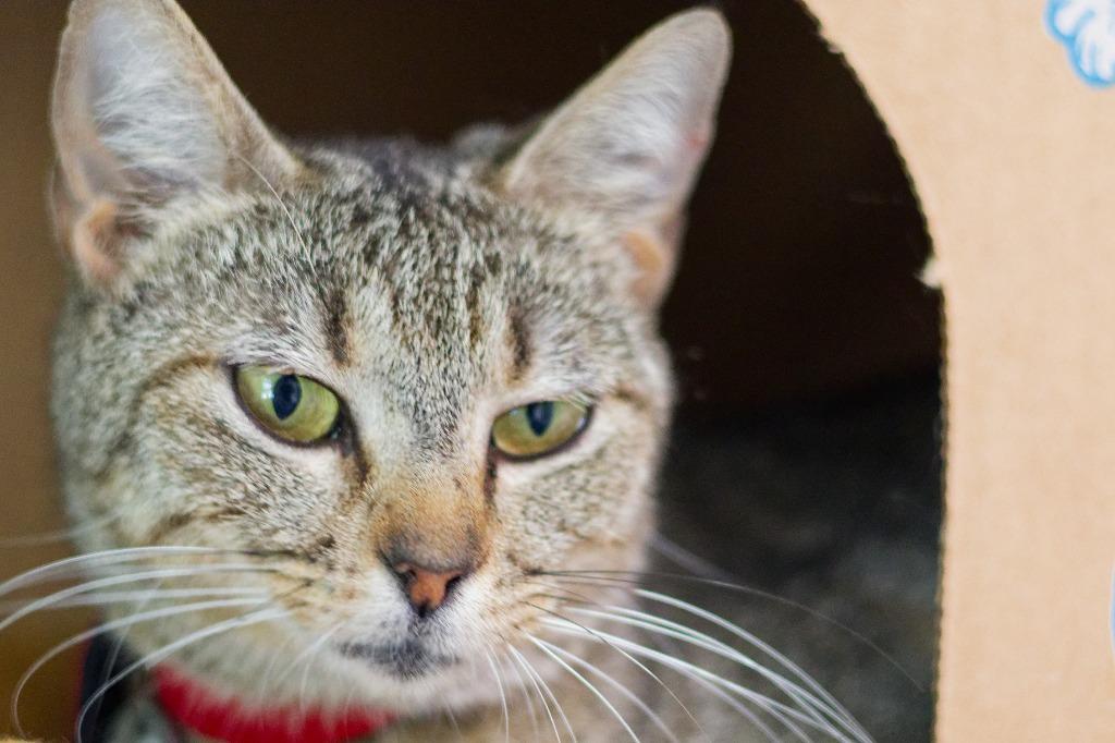 Enlarge Bride, a Adoptable mixed breed in Hot Springs, AR image 3/3