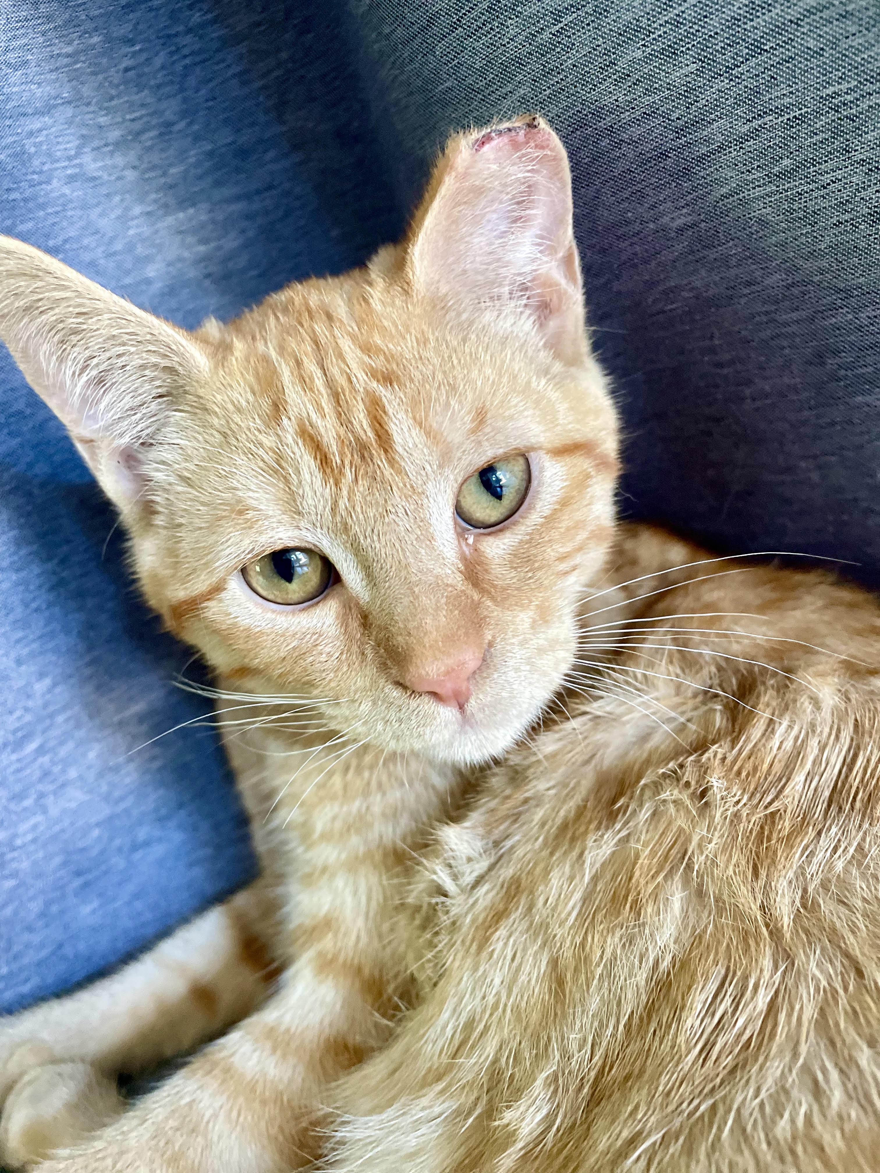 Enlarge Sunny, a Adoptable Domestic Short Hair in Anaheim, CA image 2/6