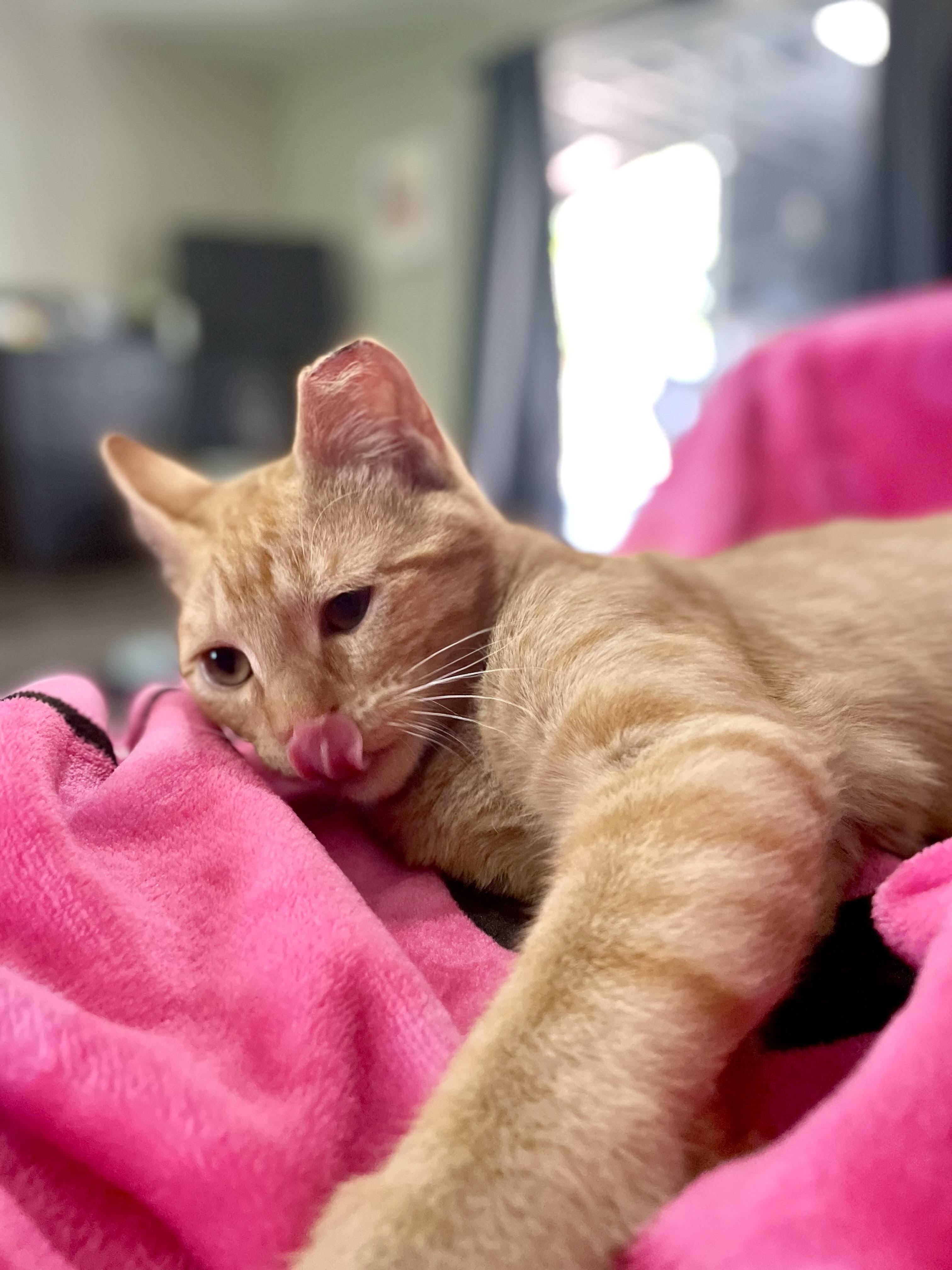 Enlarge Sunny, a Adoptable Domestic Short Hair in Anaheim, CA image 3/6