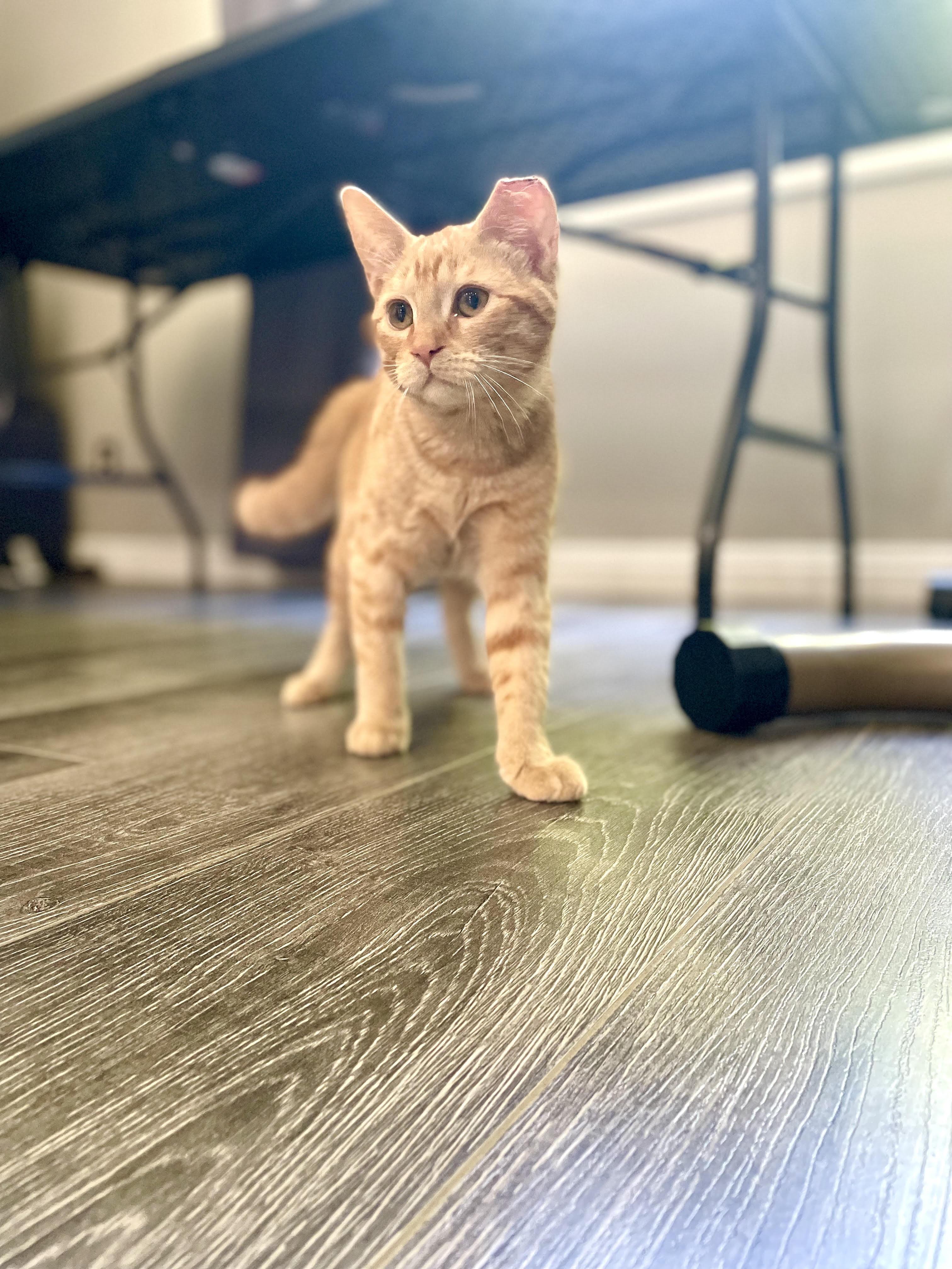 Enlarge Sunny, a Adoptable Domestic Short Hair in Anaheim, CA image 5/6