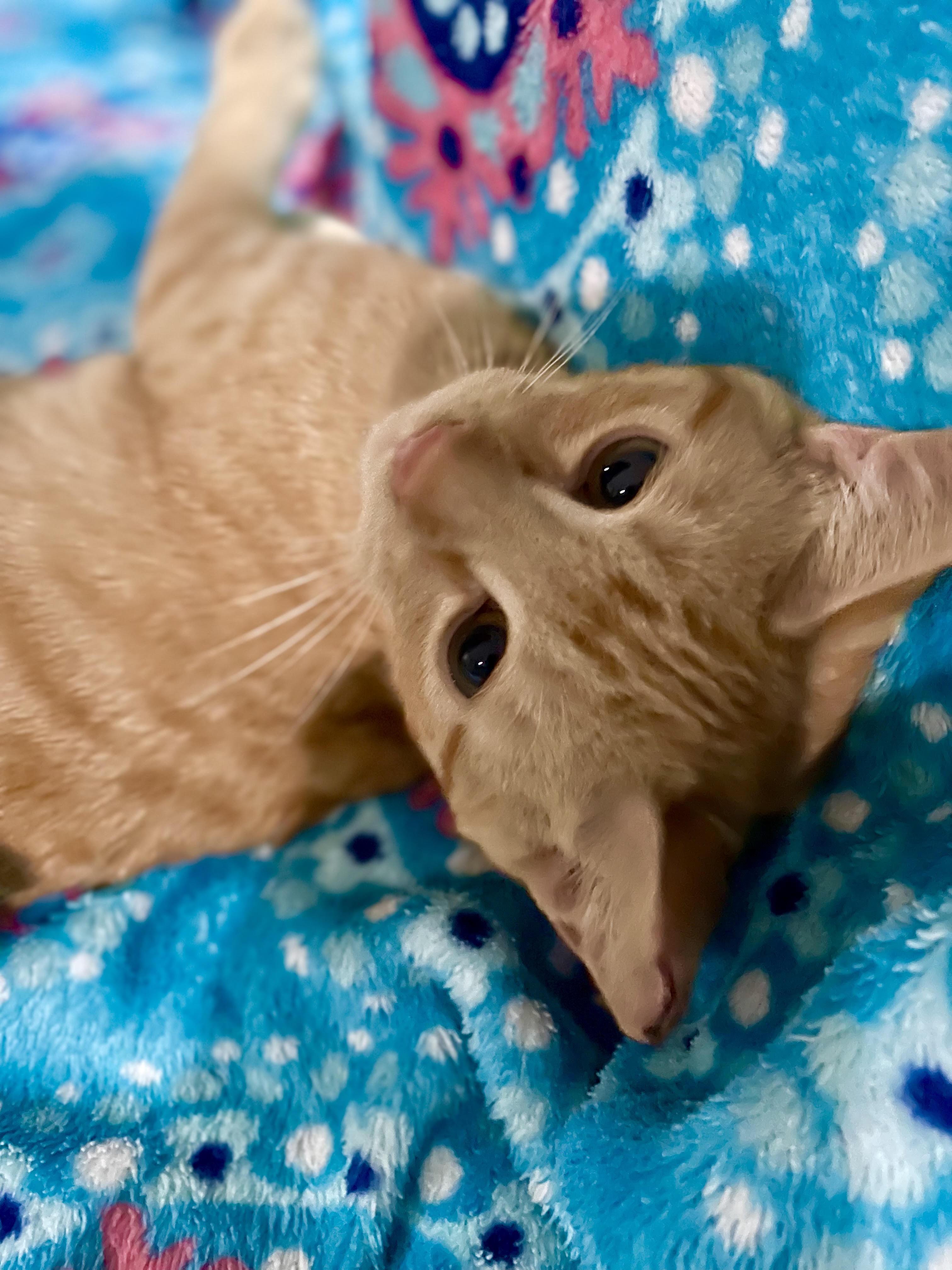 Enlarge Sunny, a Adoptable Domestic Short Hair in Anaheim, CA image 6/6