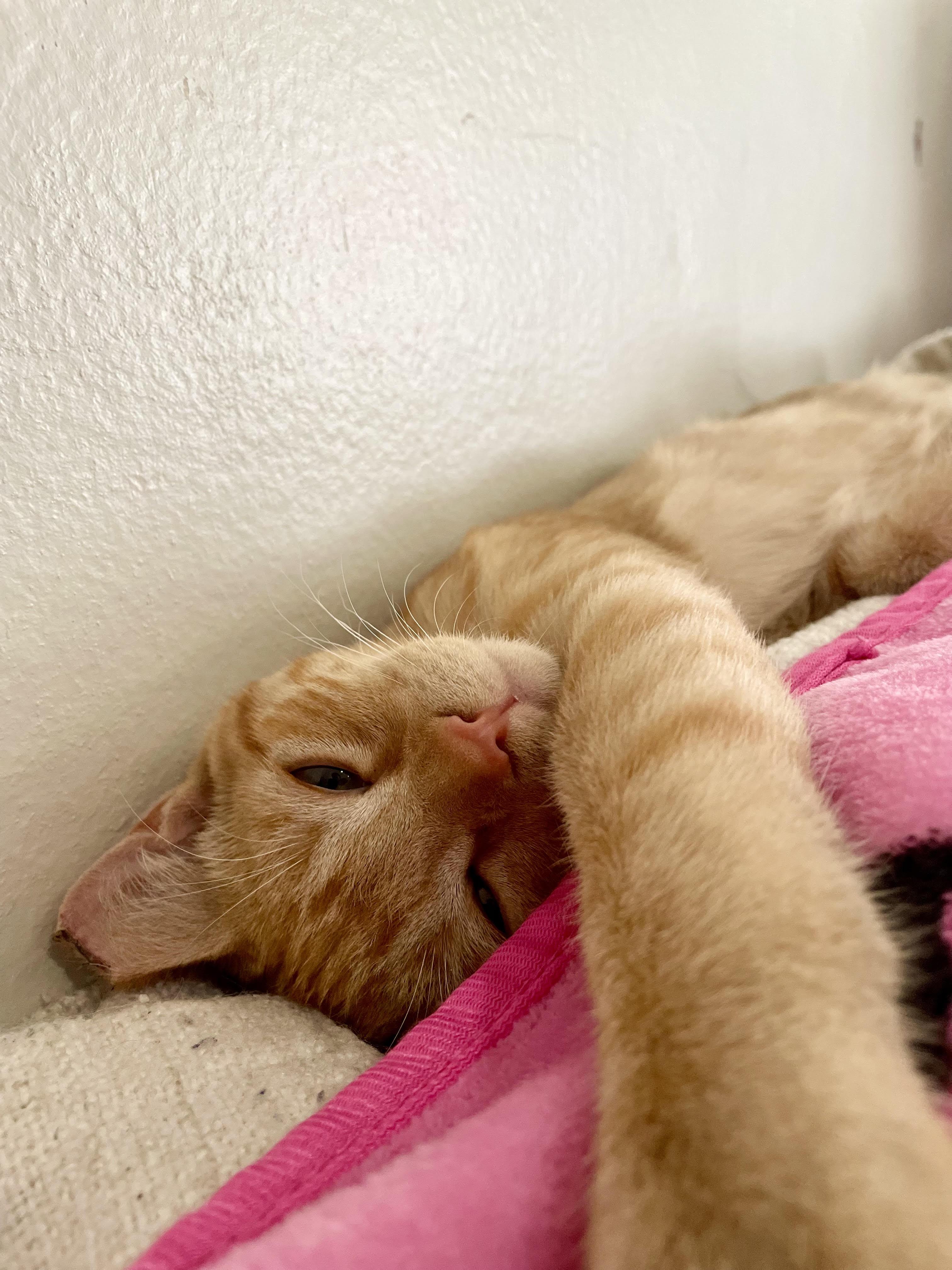 Enlarge Sunny, a Adoptable Domestic Short Hair in Anaheim, CA image 1/6