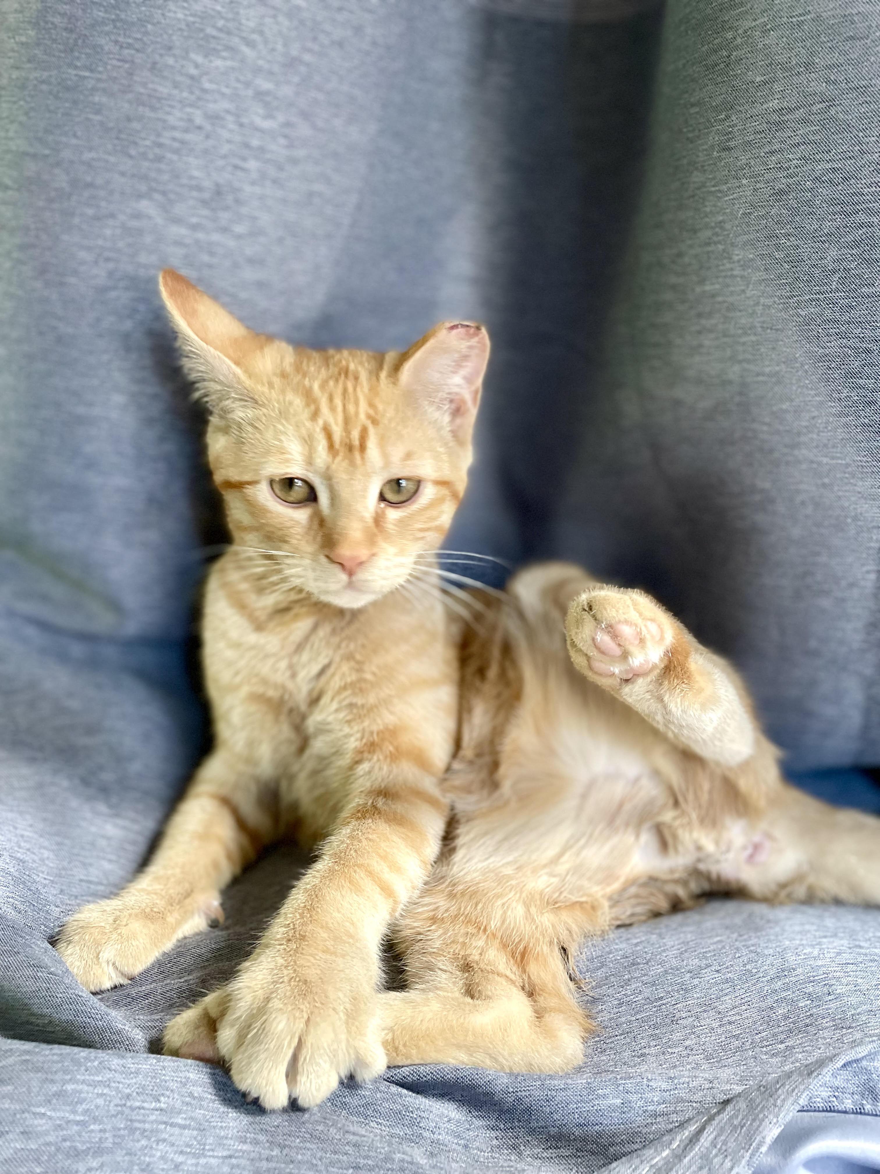 Enlarge Sunny, a Adoptable Domestic Short Hair in Anaheim, CA image 4/6