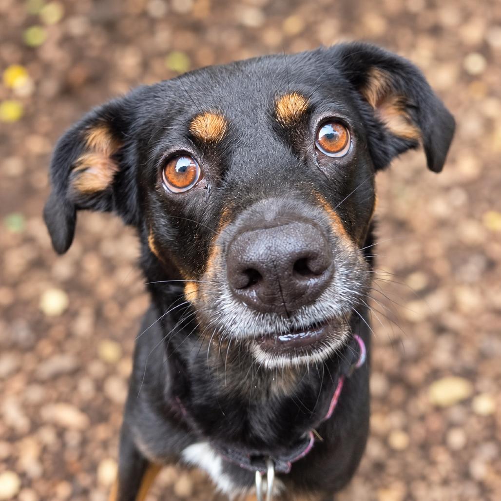 Maddie, Adoptable, Adult Female Terrier & Mixed Breed.