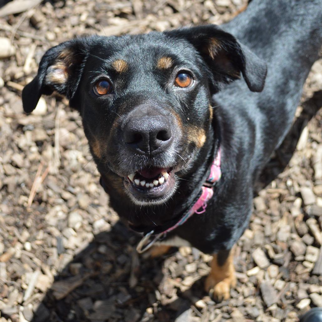 Enlarge Maddie, a Adoptable mixed breed in Mundelein, IL image 5/6