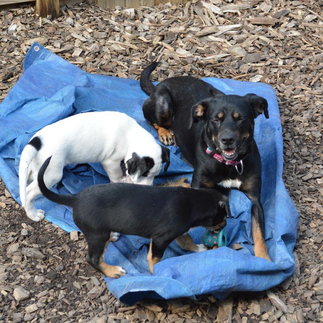 Enlarge Maddie, a Adoptable mixed breed in Mundelein, IL image 4/6