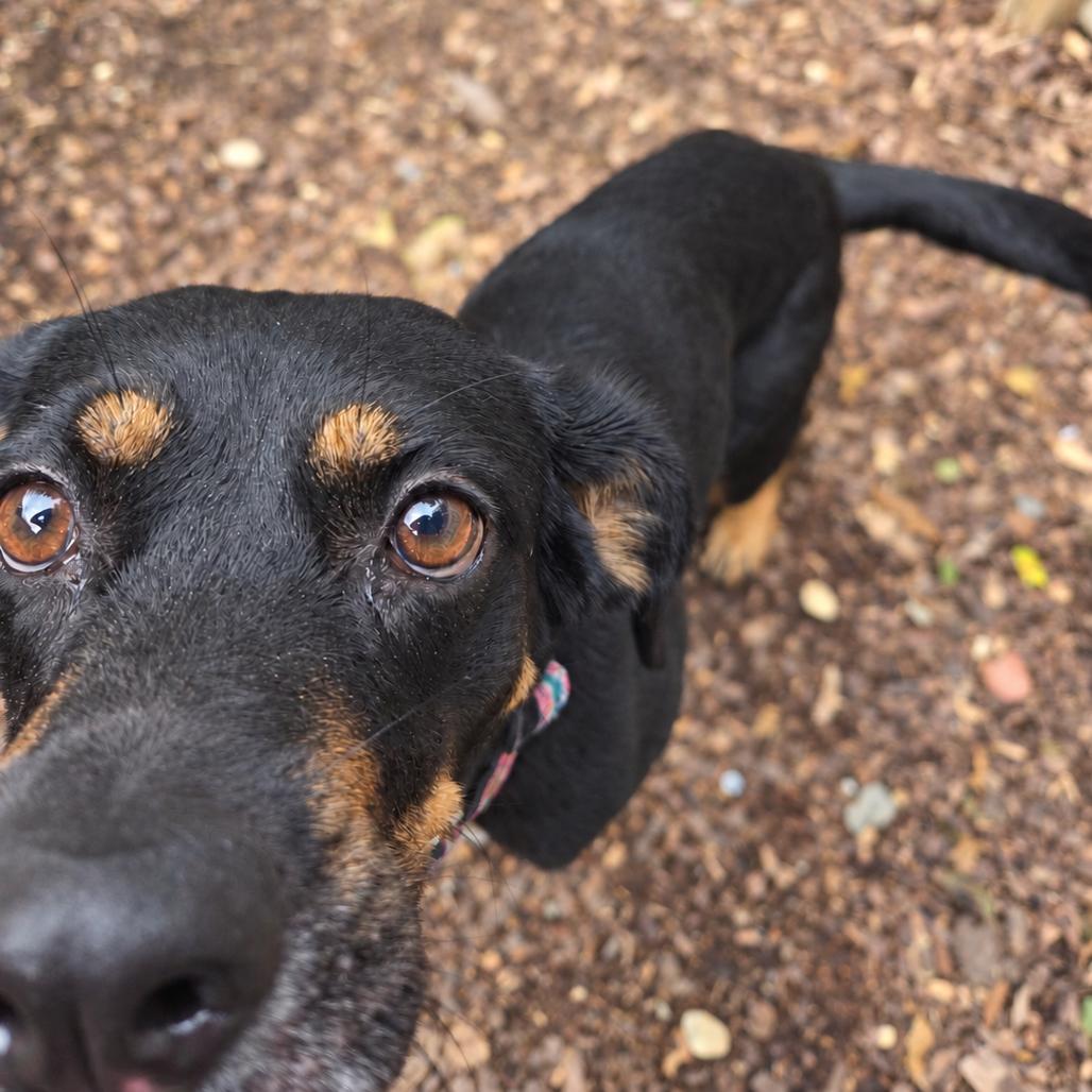 Enlarge Maddie, a Adoptable mixed breed in Mundelein, IL image 3/6