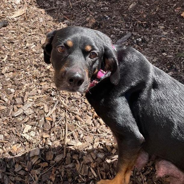 Maddie, Adoptable, Adult Female Terrier & Mixed Breed.