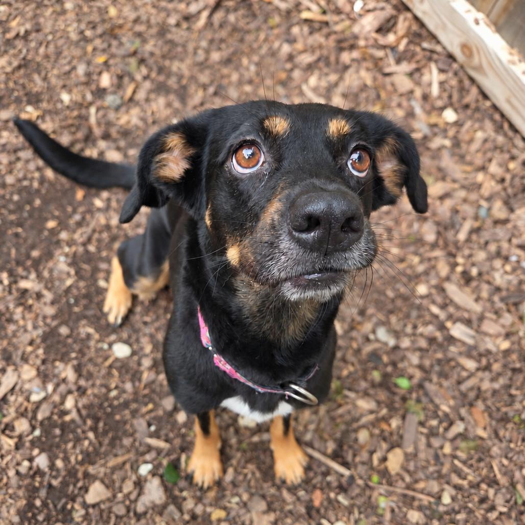 Enlarge Maddie, a Adoptable mixed breed in Mundelein, IL image 6/6