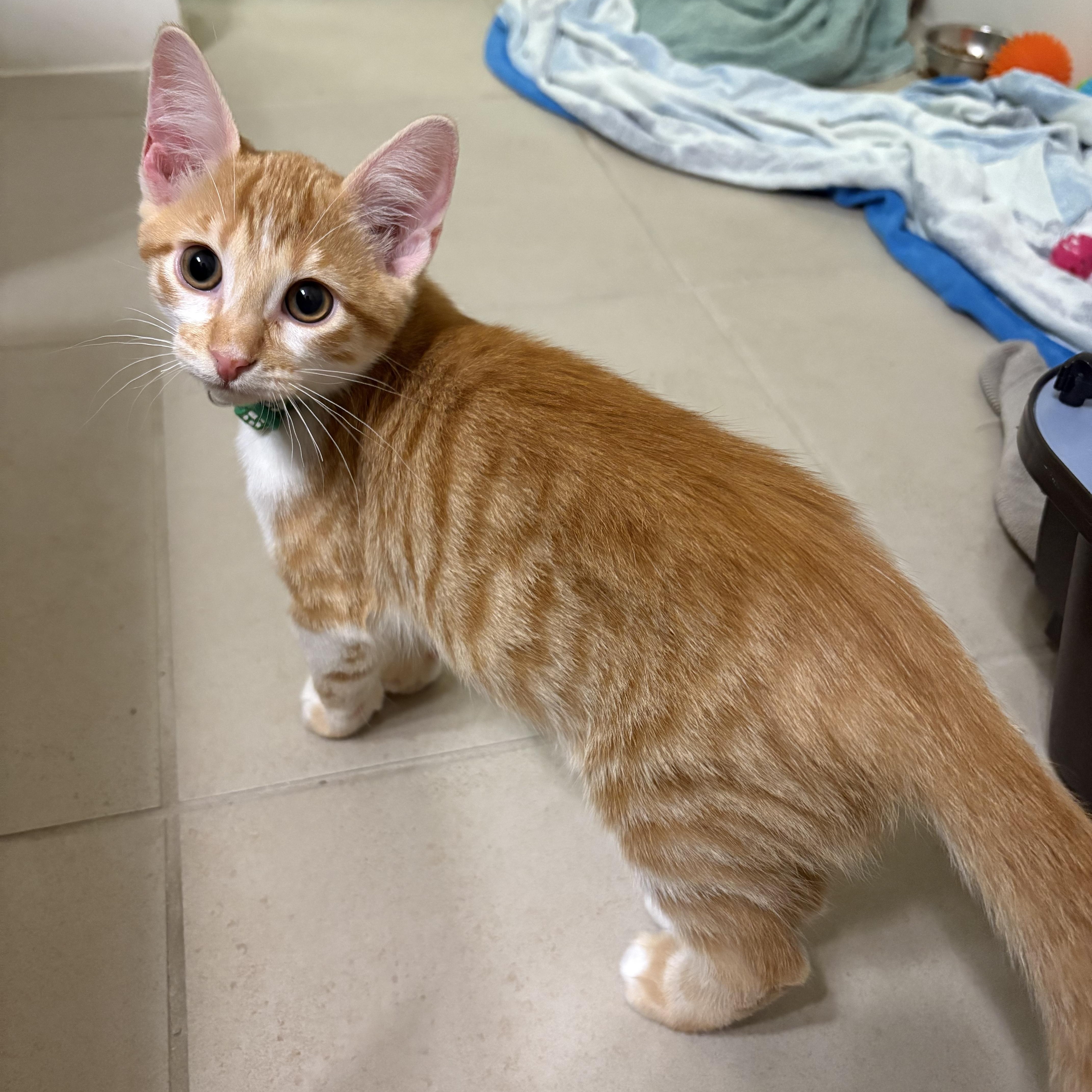 Pinto, an adopted Domestic Short Hair in Bryan, TX image 1/4