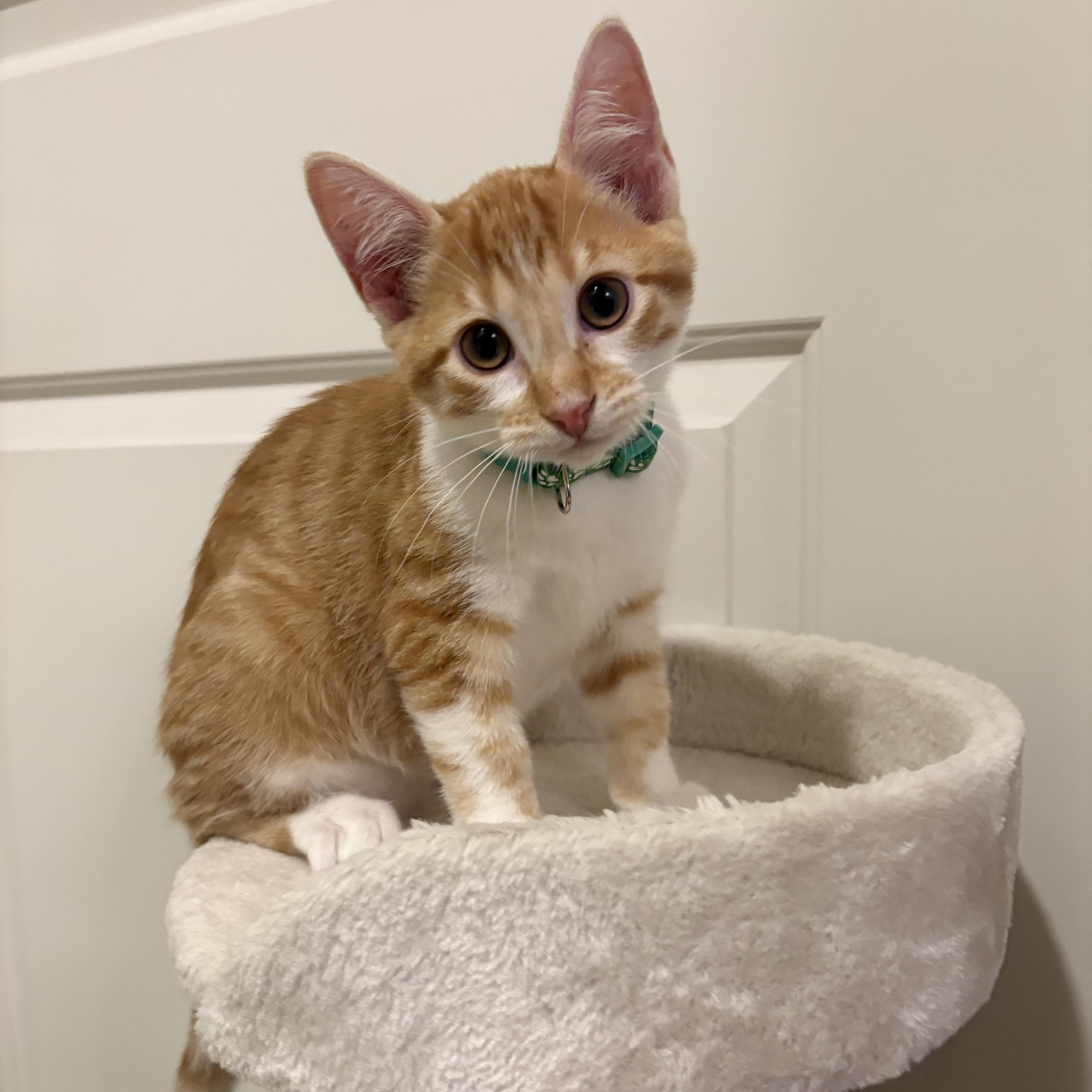 Pinto, an adopted Domestic Short Hair in Bryan, TX image 2/4