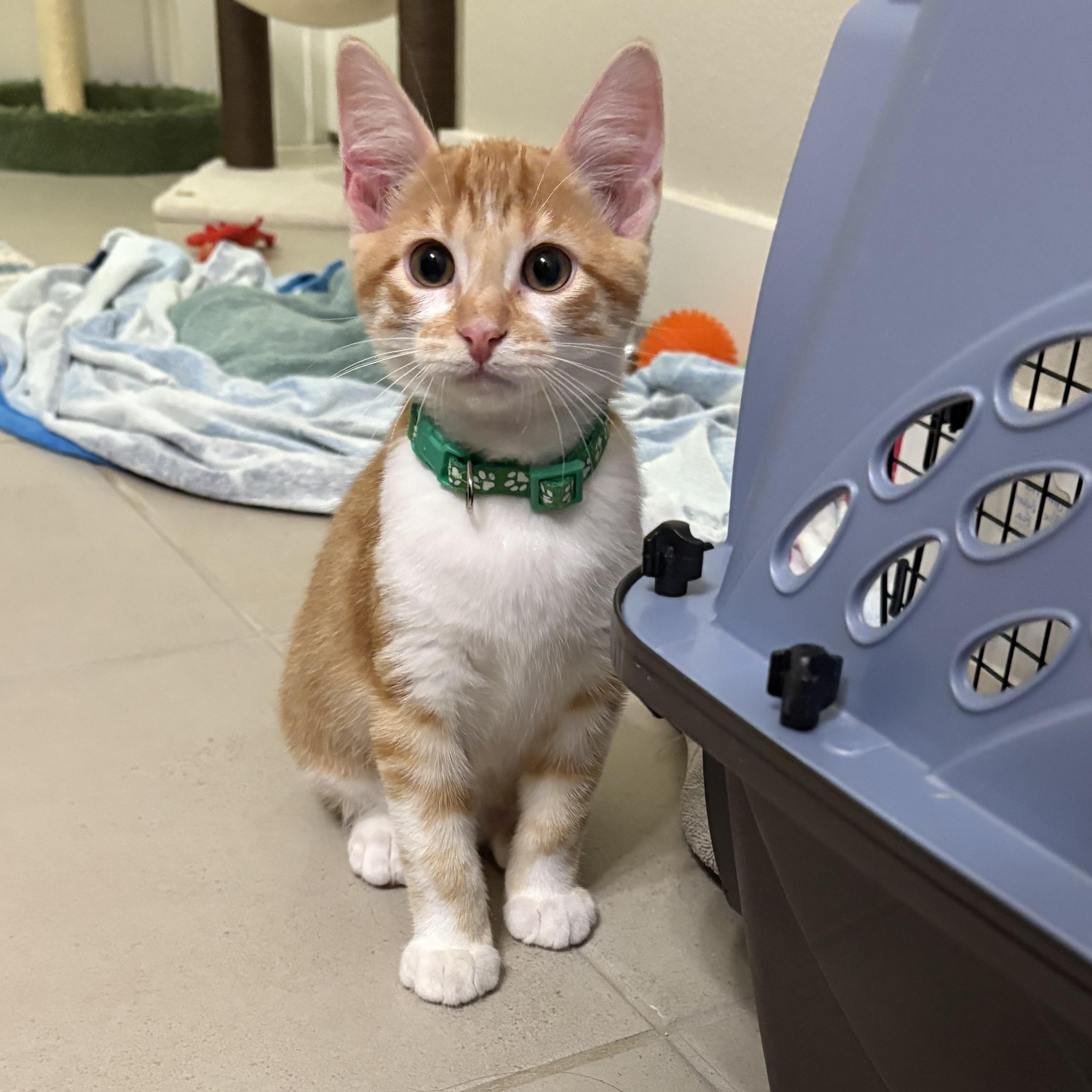 Pinto, an adopted Domestic Short Hair in Bryan, TX image 3/4
