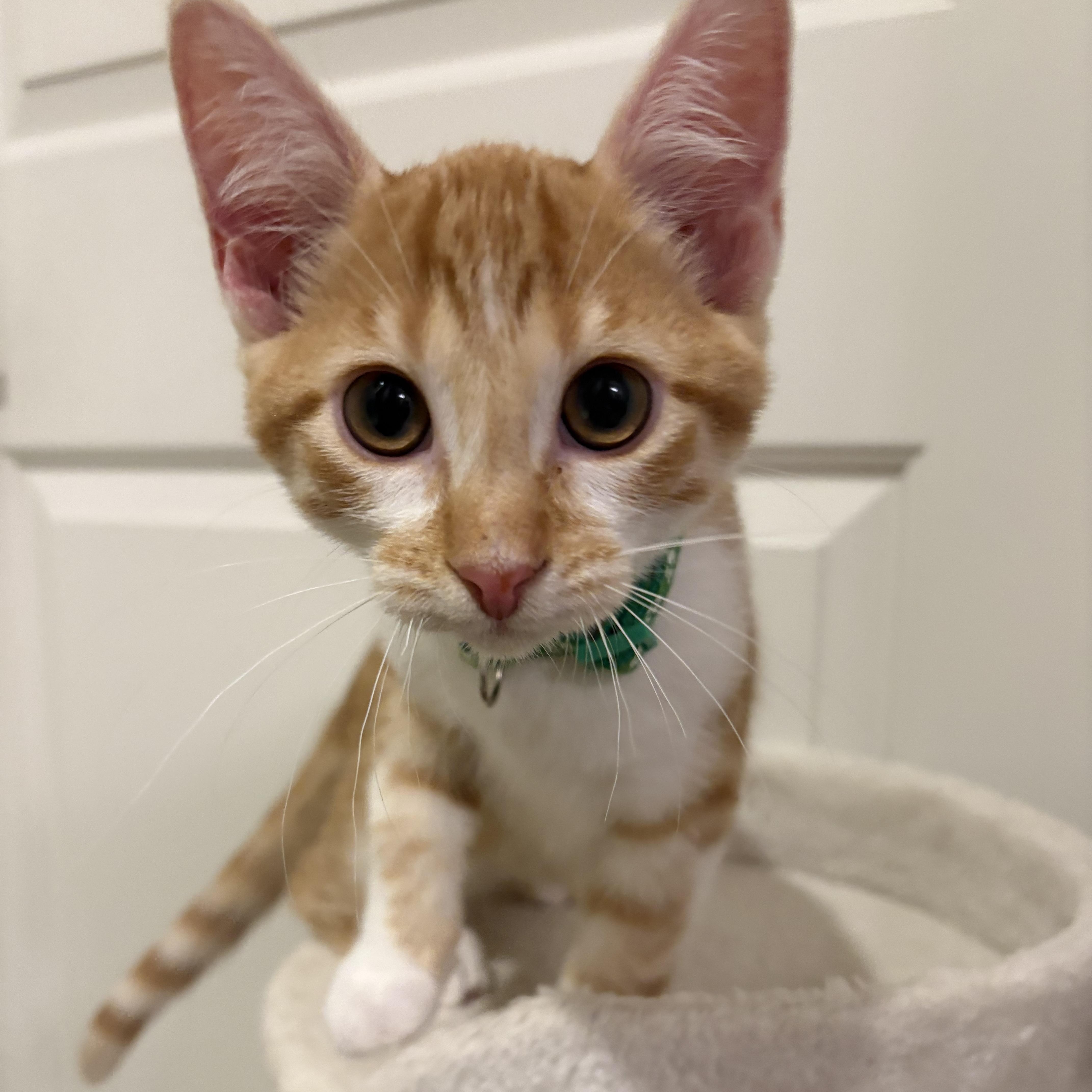 Pinto, an adopted Domestic Short Hair in Bryan, TX image 4/4