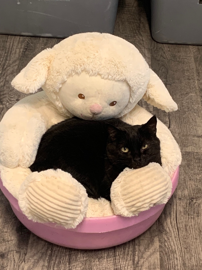 Lennox, Adoptable, Adult Female Domestic Short Hair.