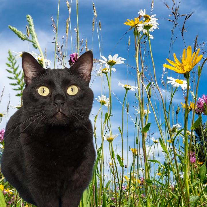 Lennox, a Adoptable mixed breed in Independence, IA image 2/6