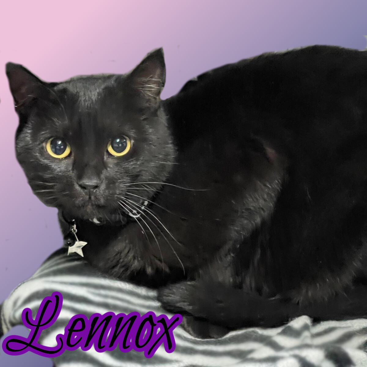 Lennox, a Adoptable mixed breed in Independence, IA image 3/6