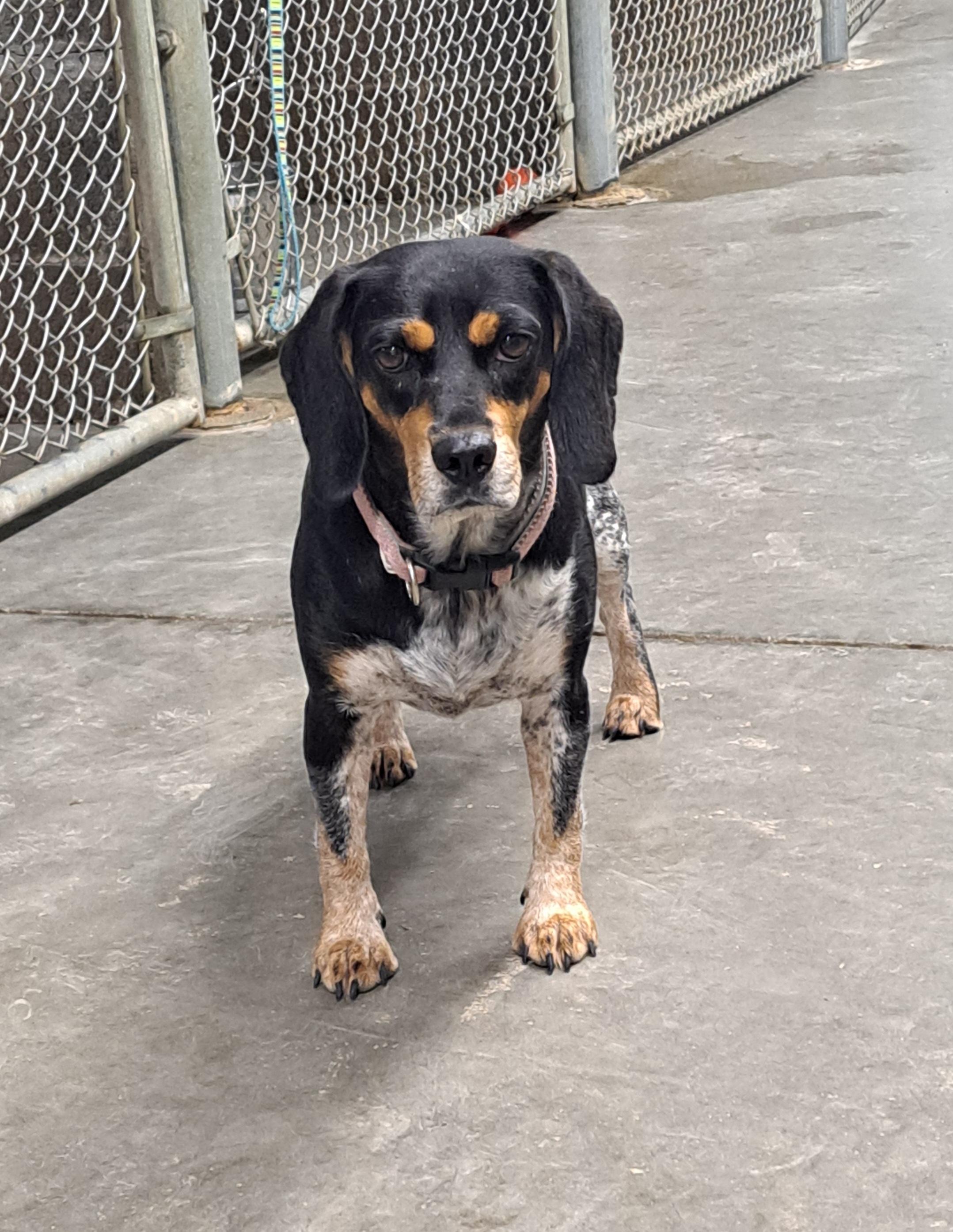 Enlarge 3832 Pink, a Adoptable mixed breed in Lawrenceburg, KY image 5/6