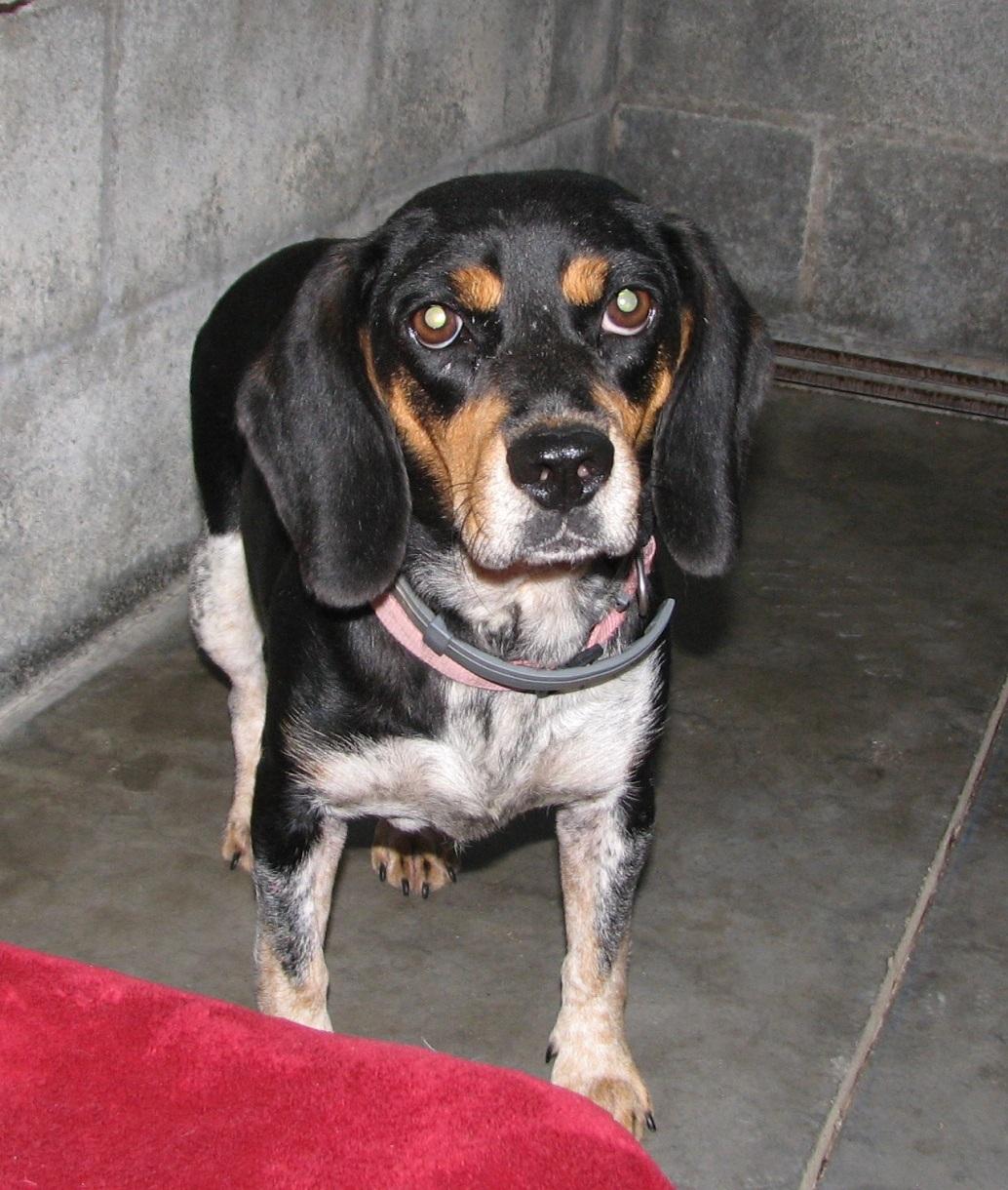 Enlarge 3832 Pink, a ADOPTABLE Beagle in Lawrenceburg, KY image 2/6