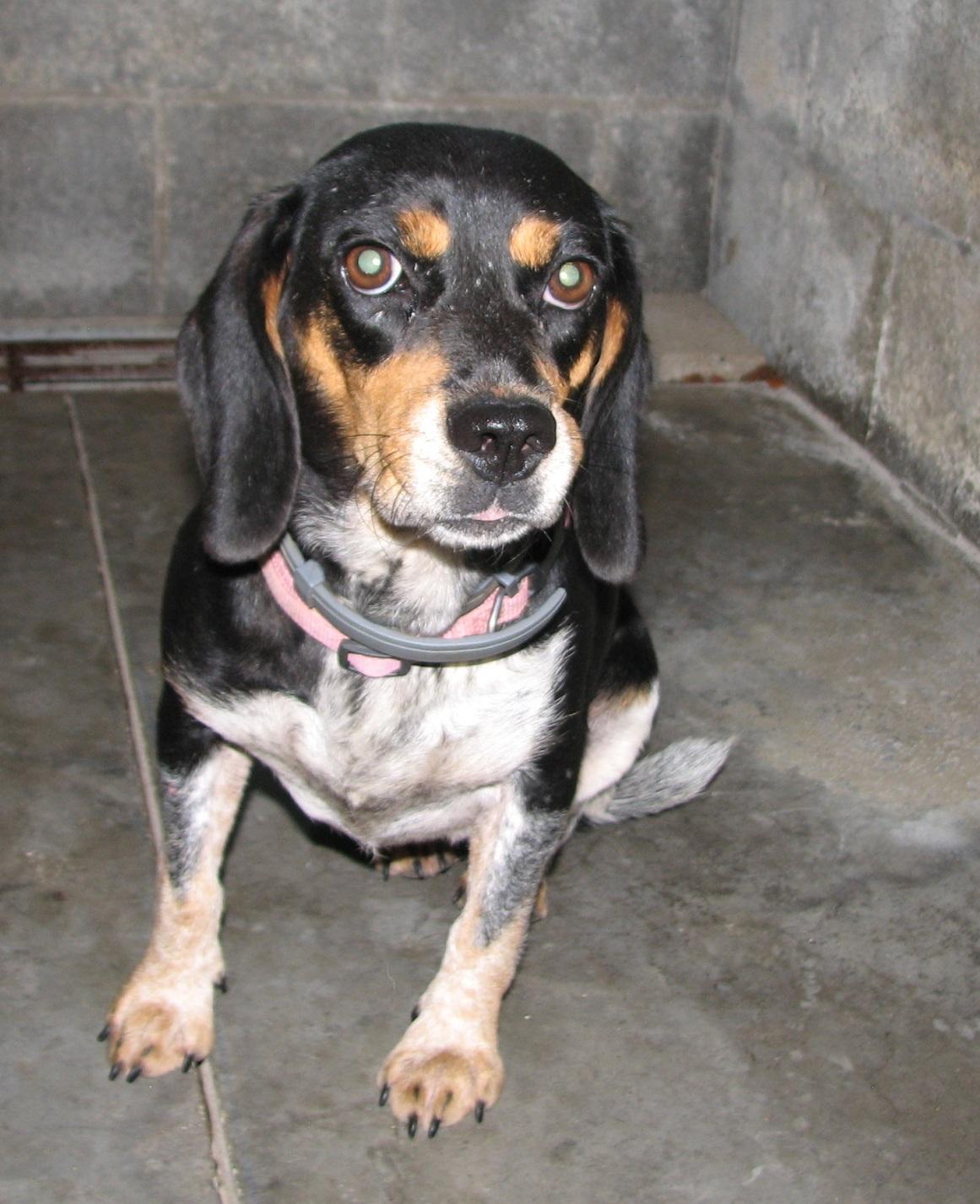 Enlarge 3832 Pink, a ADOPTABLE Beagle in Lawrenceburg, KY image 6/6