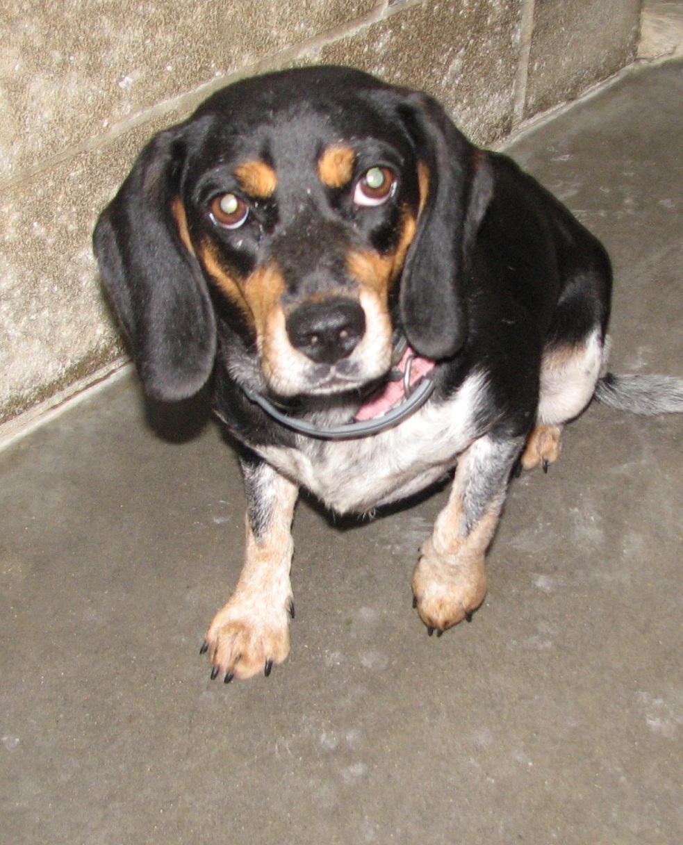 Enlarge 3832 Pink, a ADOPTABLE Beagle in Lawrenceburg, KY image 4/6
