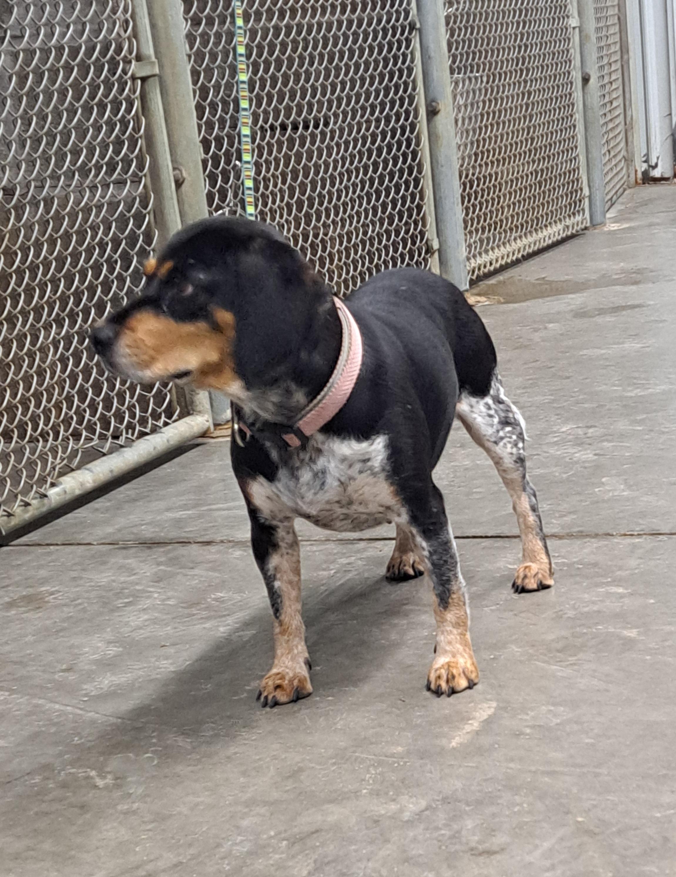 Enlarge 3832 Pink, a Adoptable mixed breed in Lawrenceburg, KY image 6/6