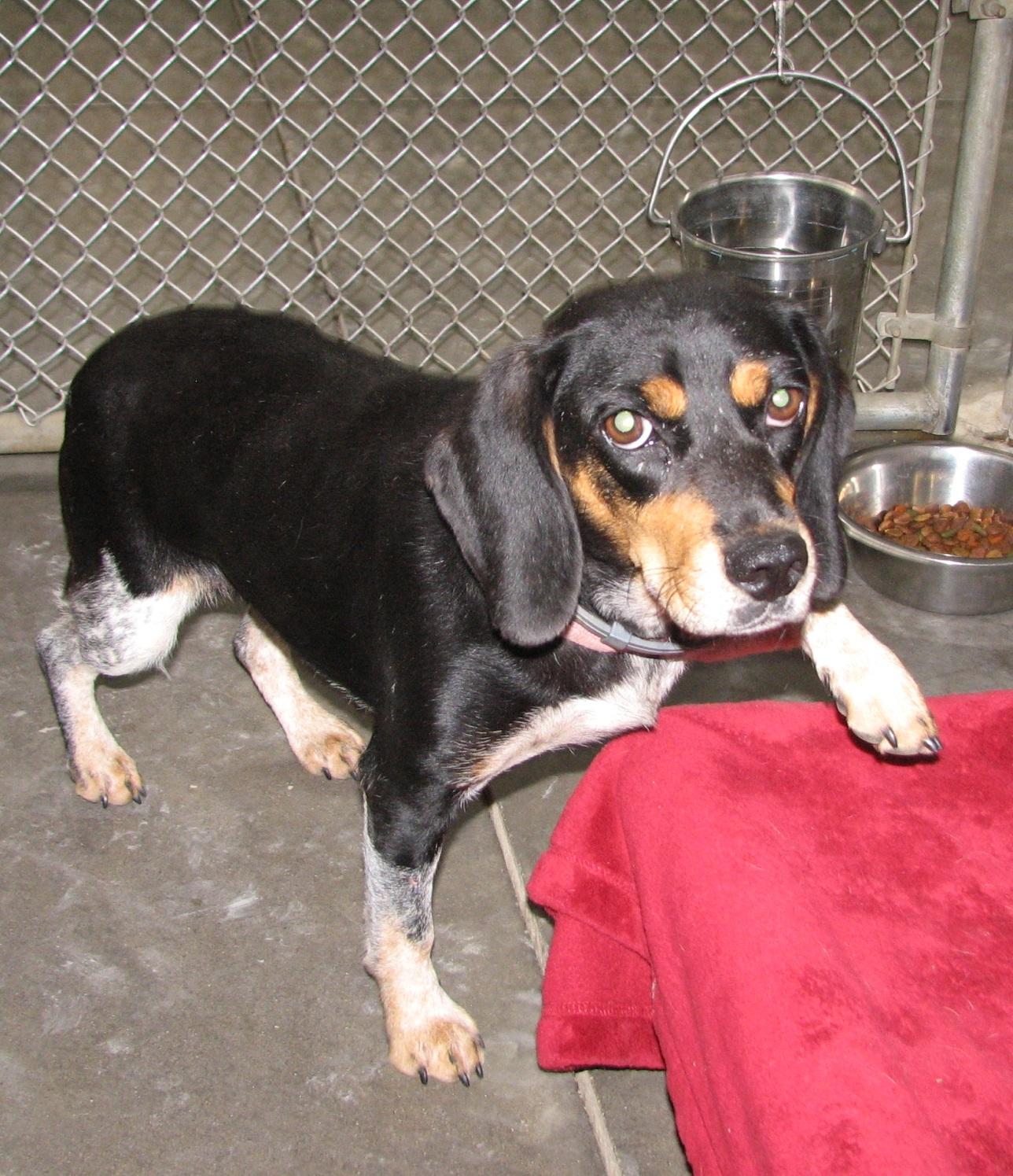 Enlarge 3832 Pink, a ADOPTABLE Beagle in Lawrenceburg, KY image 5/6