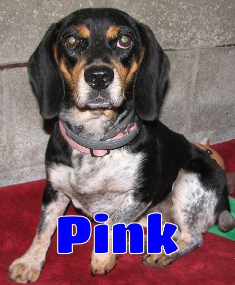 Enlarge 3832 Pink, a ADOPTABLE Beagle in Lawrenceburg, KY image 1/6