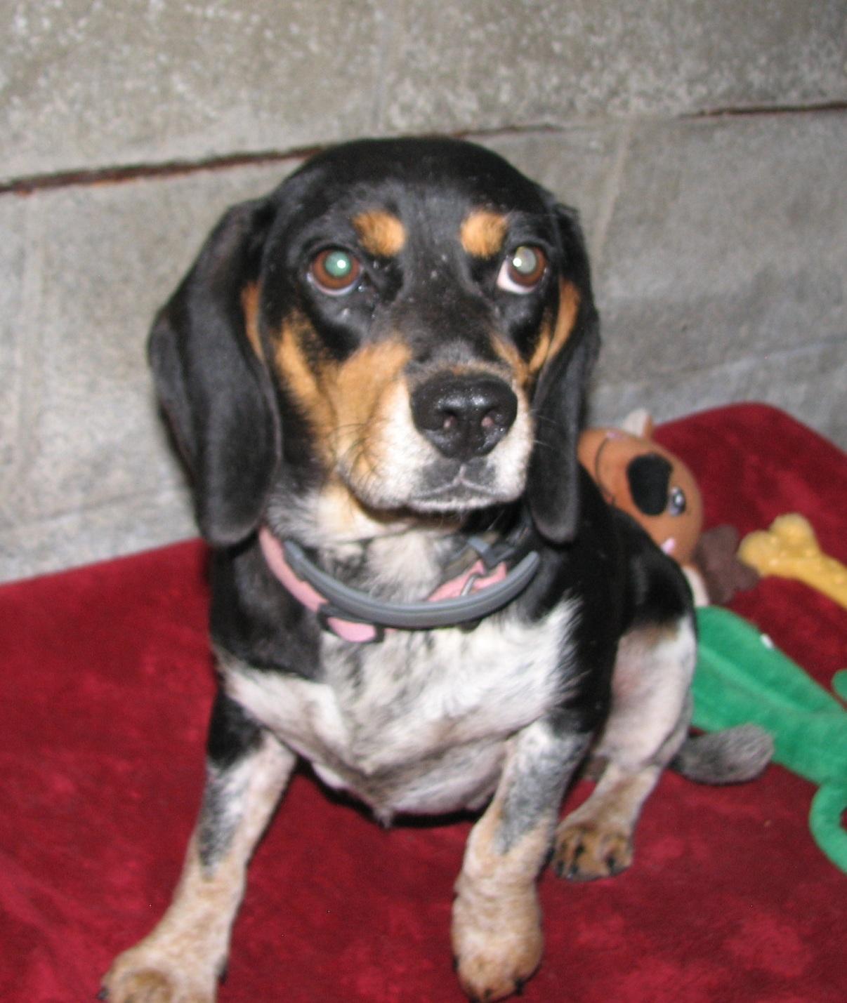Enlarge 3832 Pink, a ADOPTABLE Beagle in Lawrenceburg, KY image 3/6