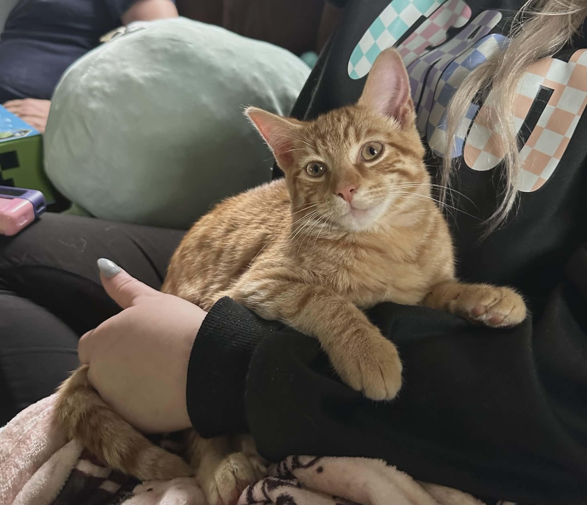 HOGAN, a Adoptable mixed breed in Middletown, NY image 2/3