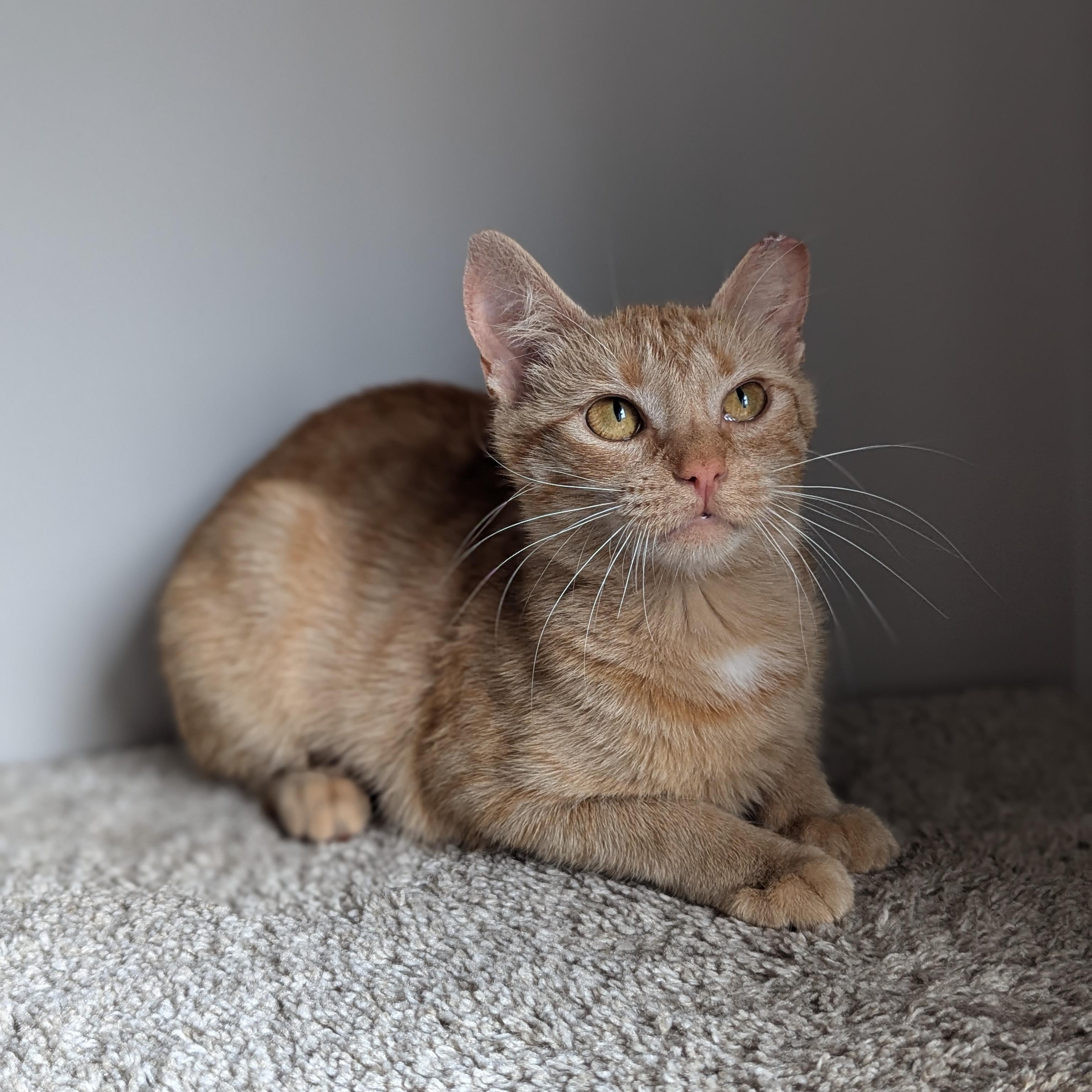 Bunny, adopted, Adult Female American Bobtail.
