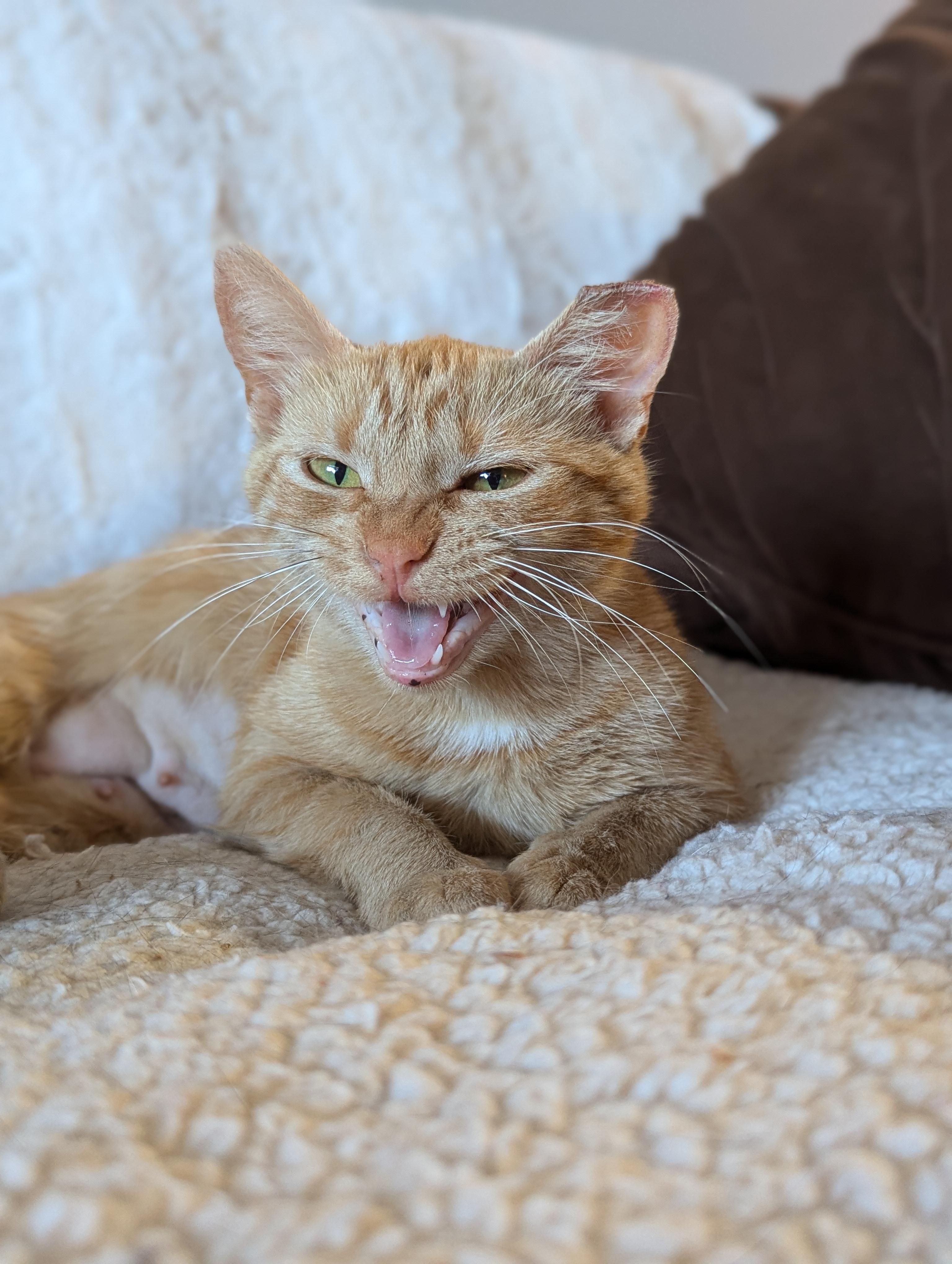 Bunny, an adopted American Bobtail in Atlanta, GA image 3/5