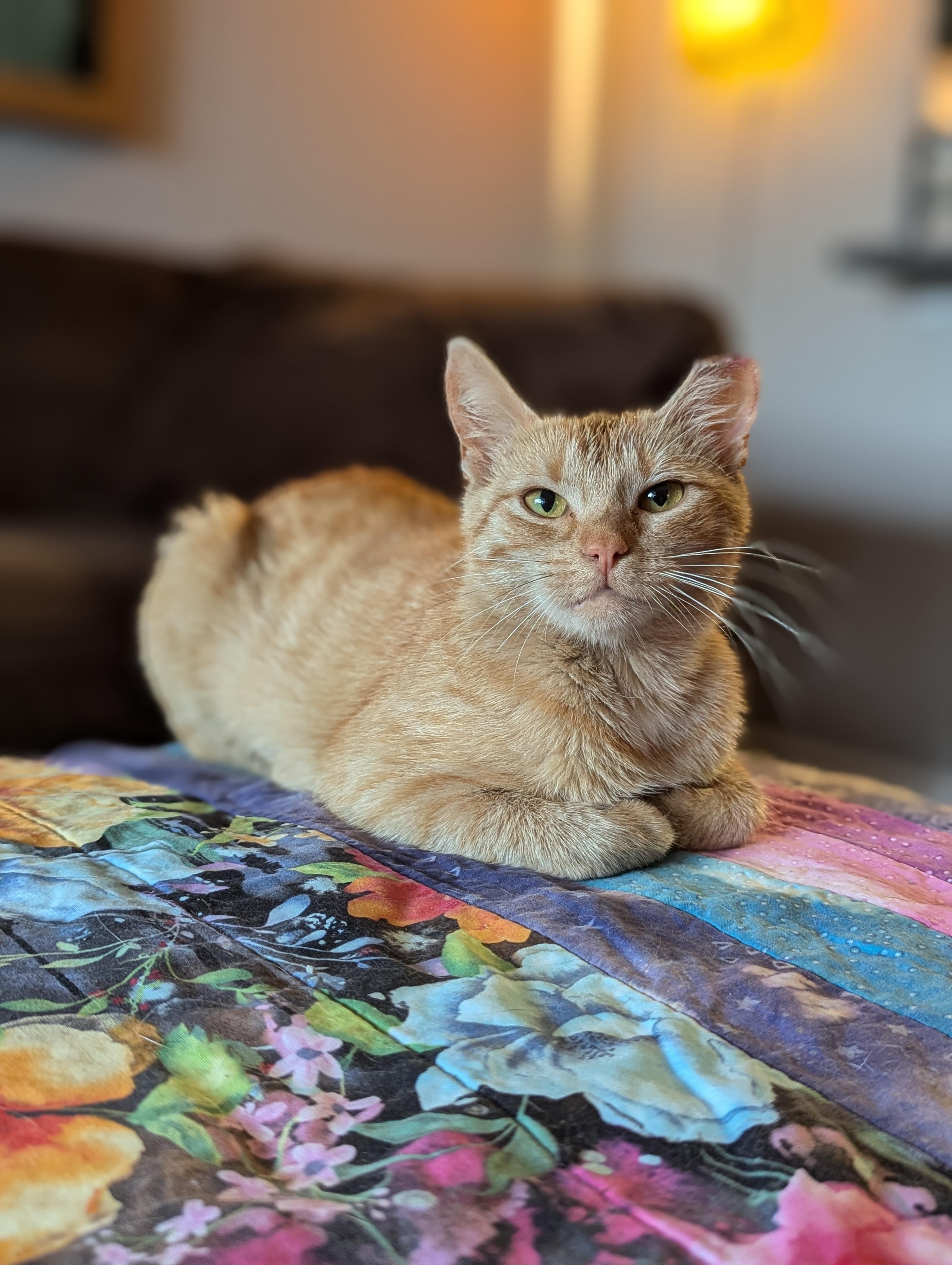 Bunny, an adopted American Bobtail in Atlanta, GA image 5/5