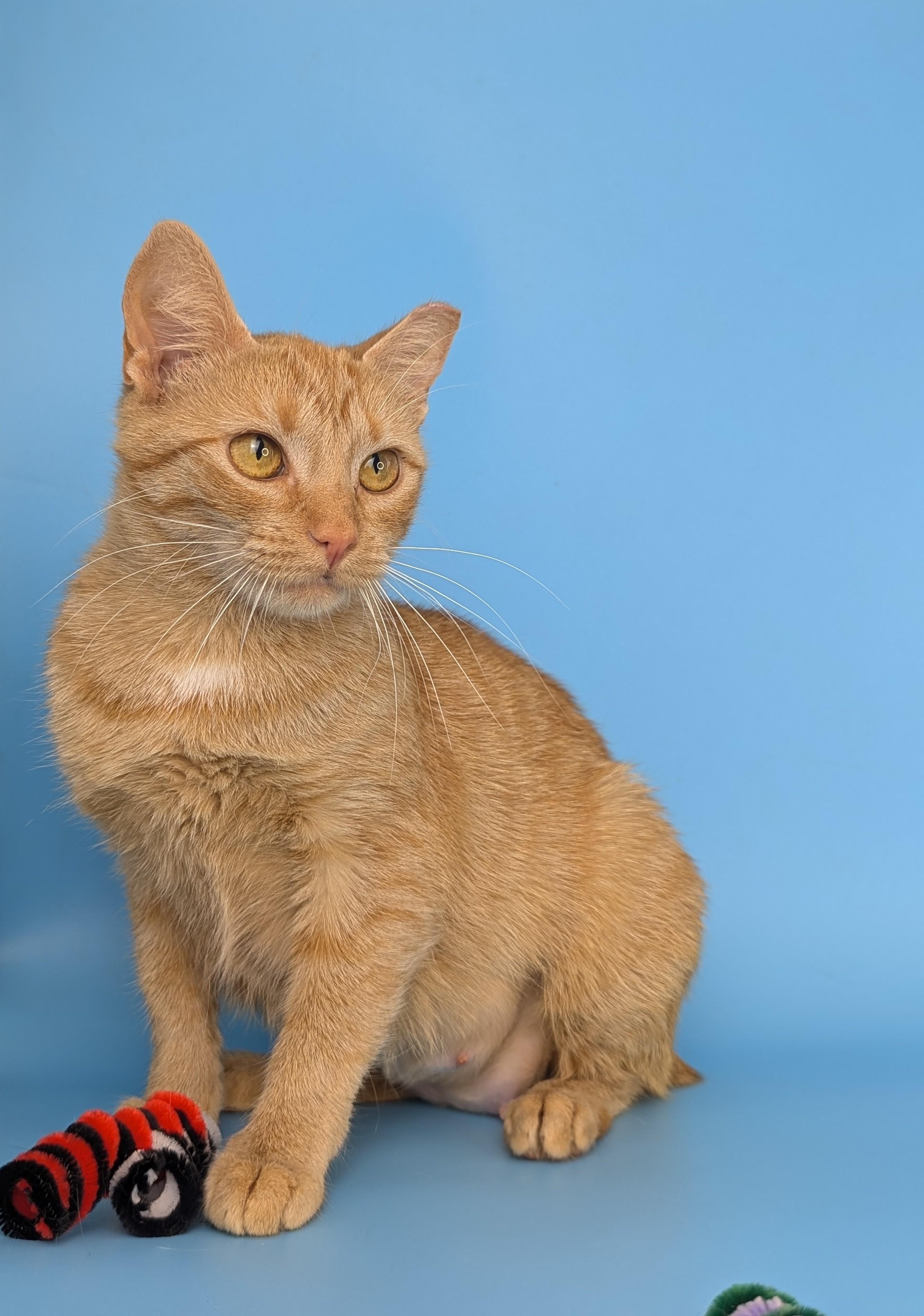 Bunny, an adopted American Bobtail in Atlanta, GA image 2/5