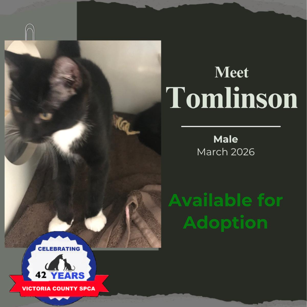 Tomlinson, Adoptable, Adult Male Domestic Short Hair.