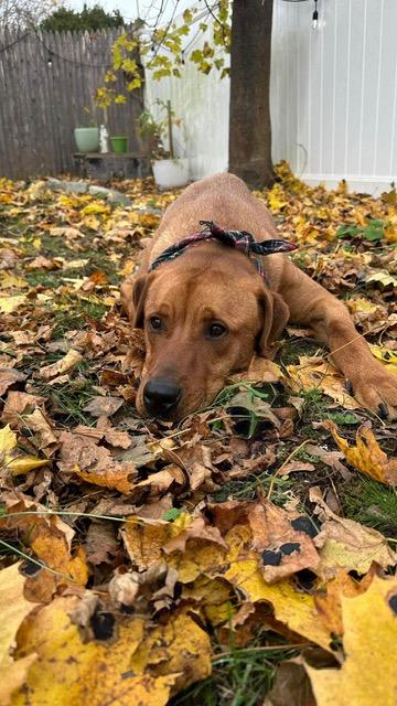 Enlarge Nicholas, a Adoptable mixed breed in Manchester, NH image 4/6