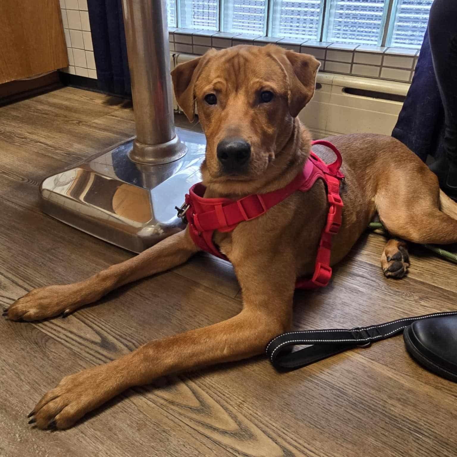 Enlarge Nicholas, a Adoptable mixed breed in Manchester, NH image 6/6