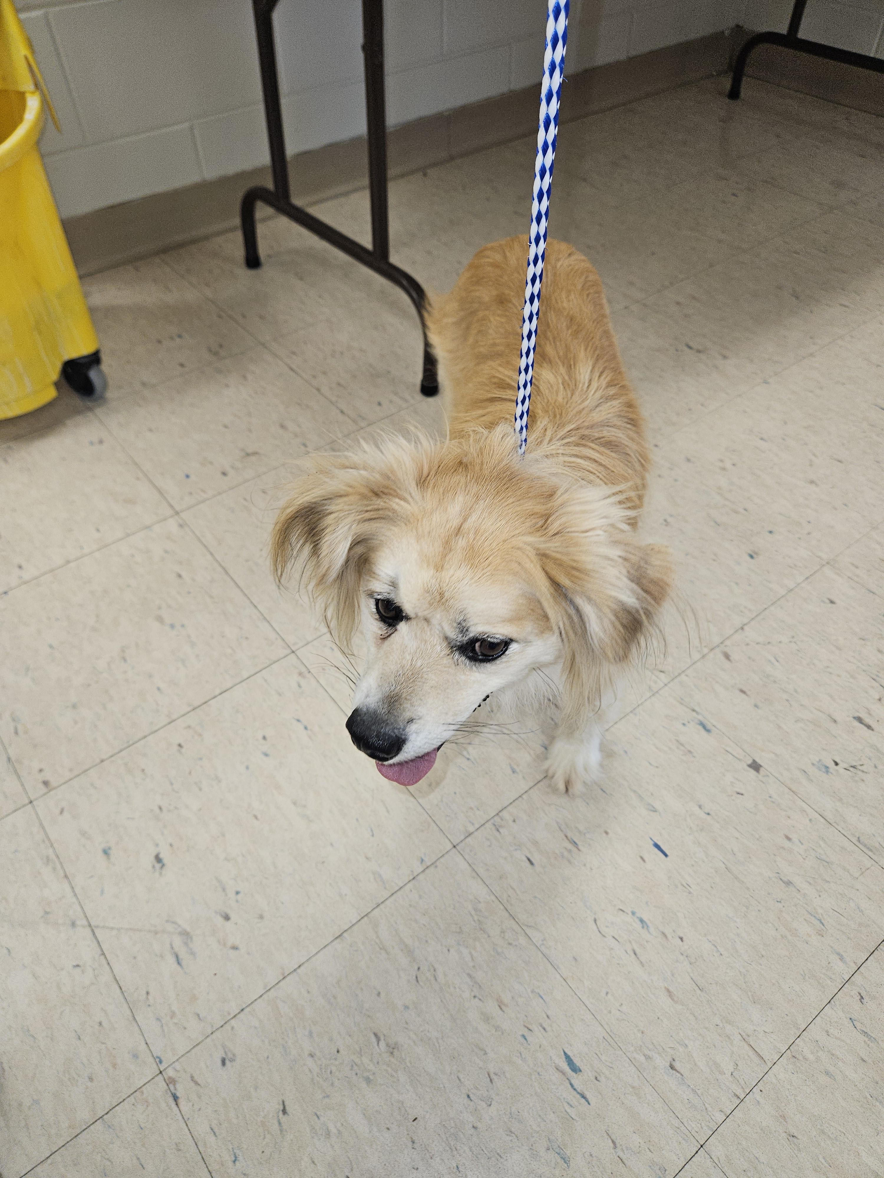 Honey, an adoptable Papillon in Norton, KS, 67654 | Photo Image 3