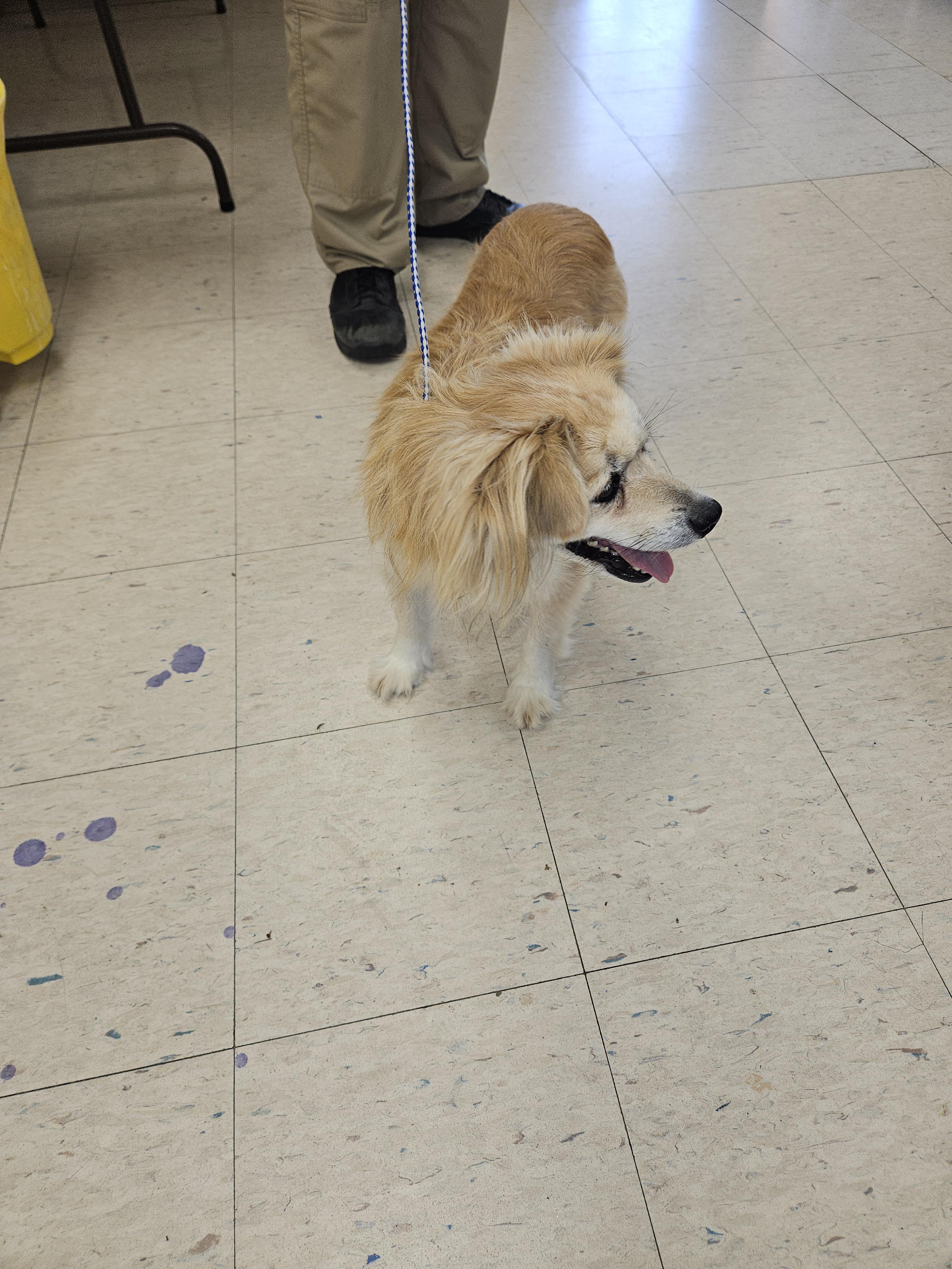Honey, a Adopted mixed breed in Norton, KS image 3/6