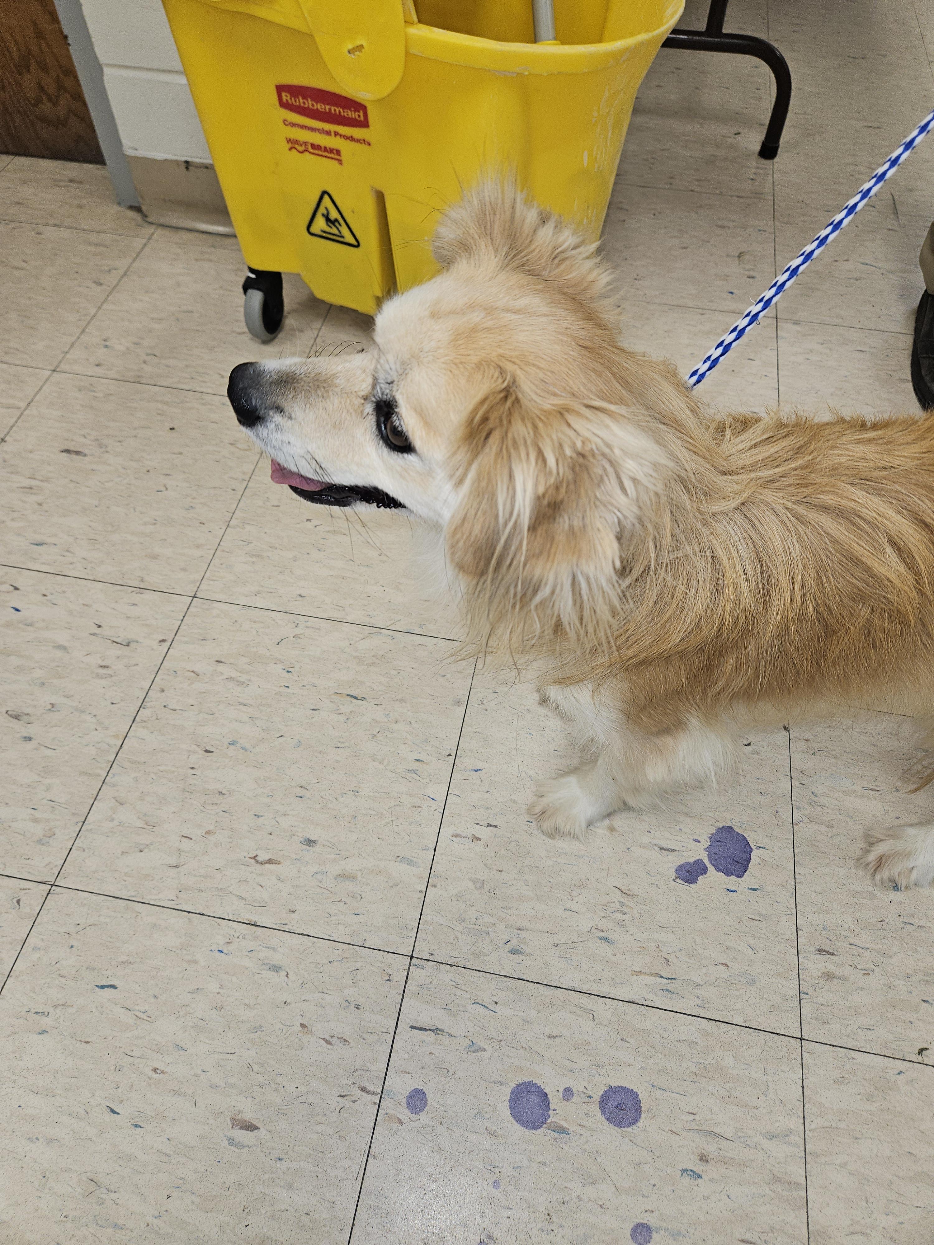 Honey, an adoptable Papillon in Norton, KS, 67654 | Photo Image 5