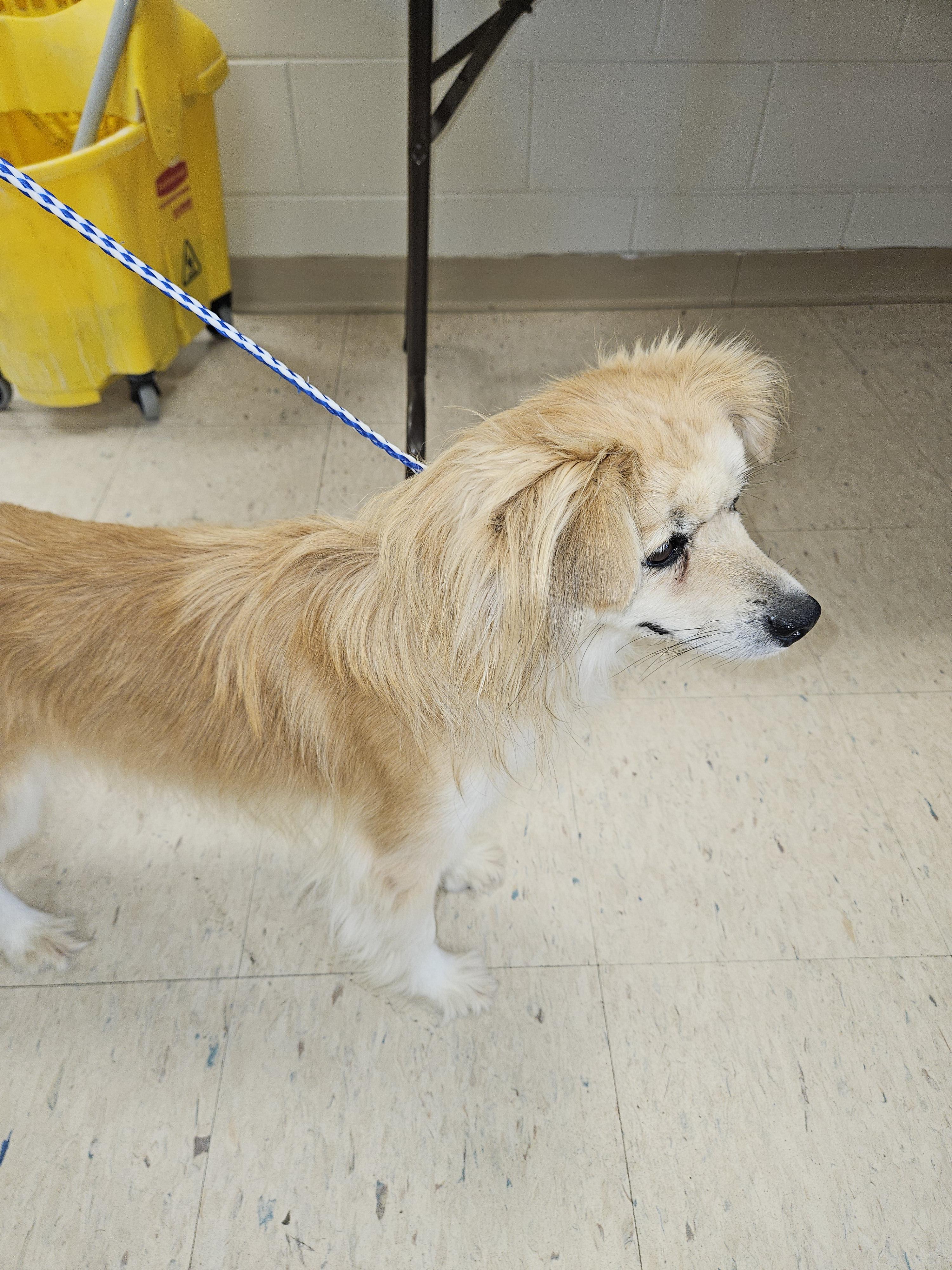 Honey, a Adopted mixed breed in Norton, KS image 5/6