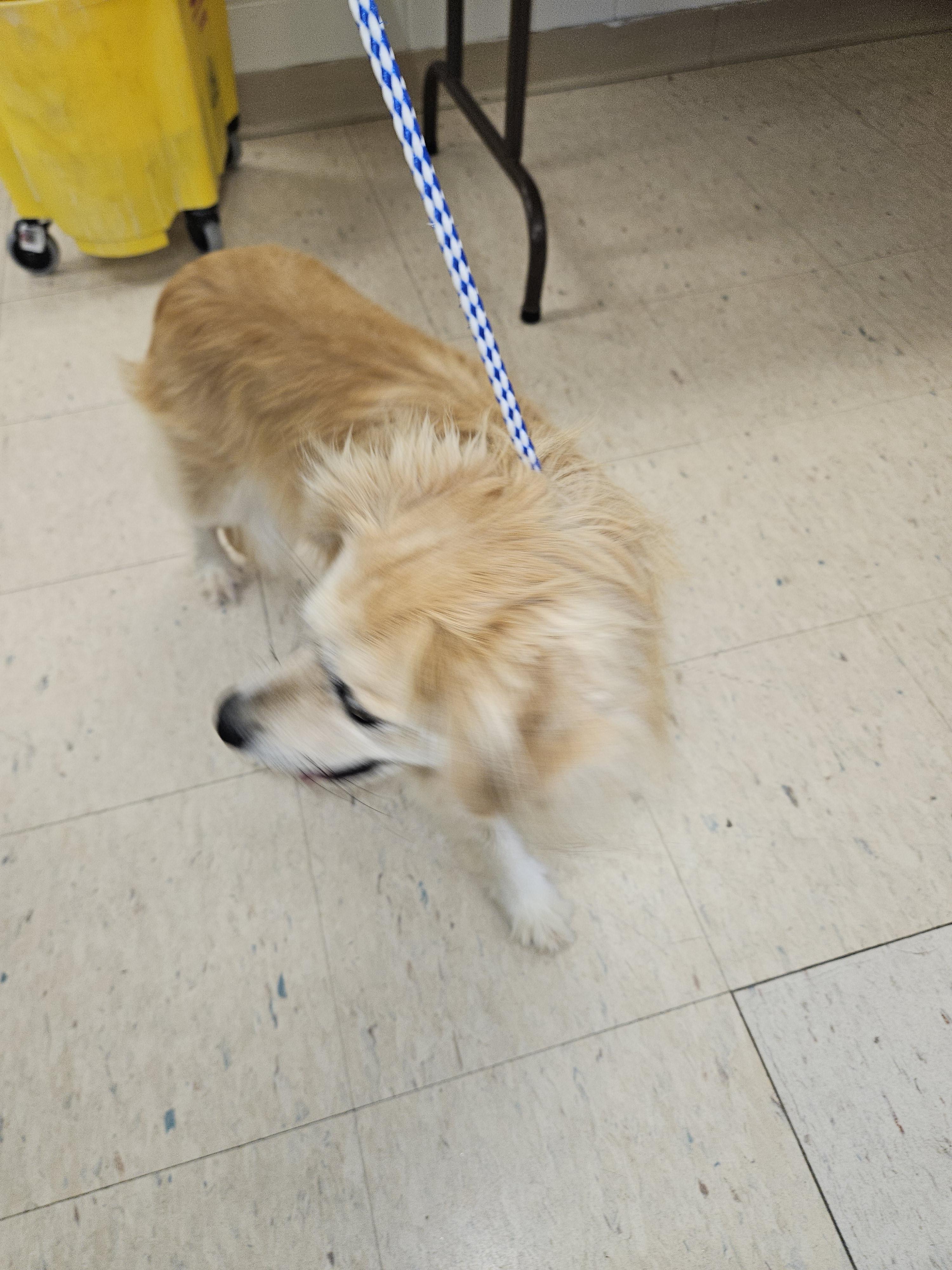Honey, a Adopted mixed breed in Norton, KS image 6/6