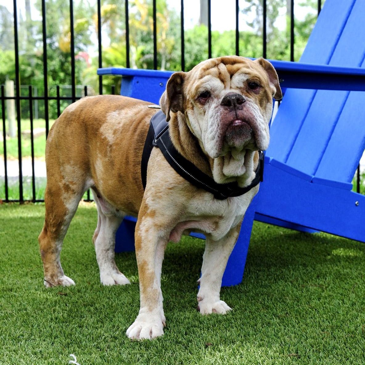 Tank 4304, a Adoptable English Bulldog in Boca Raton, FL image 1/2