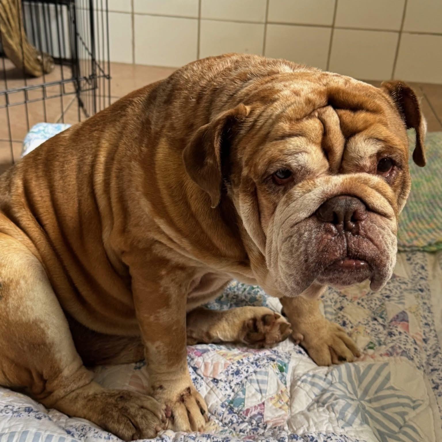 Enlarge Tank 4304, a Adoptable English Bulldog in Boca Raton, FL image 1/1